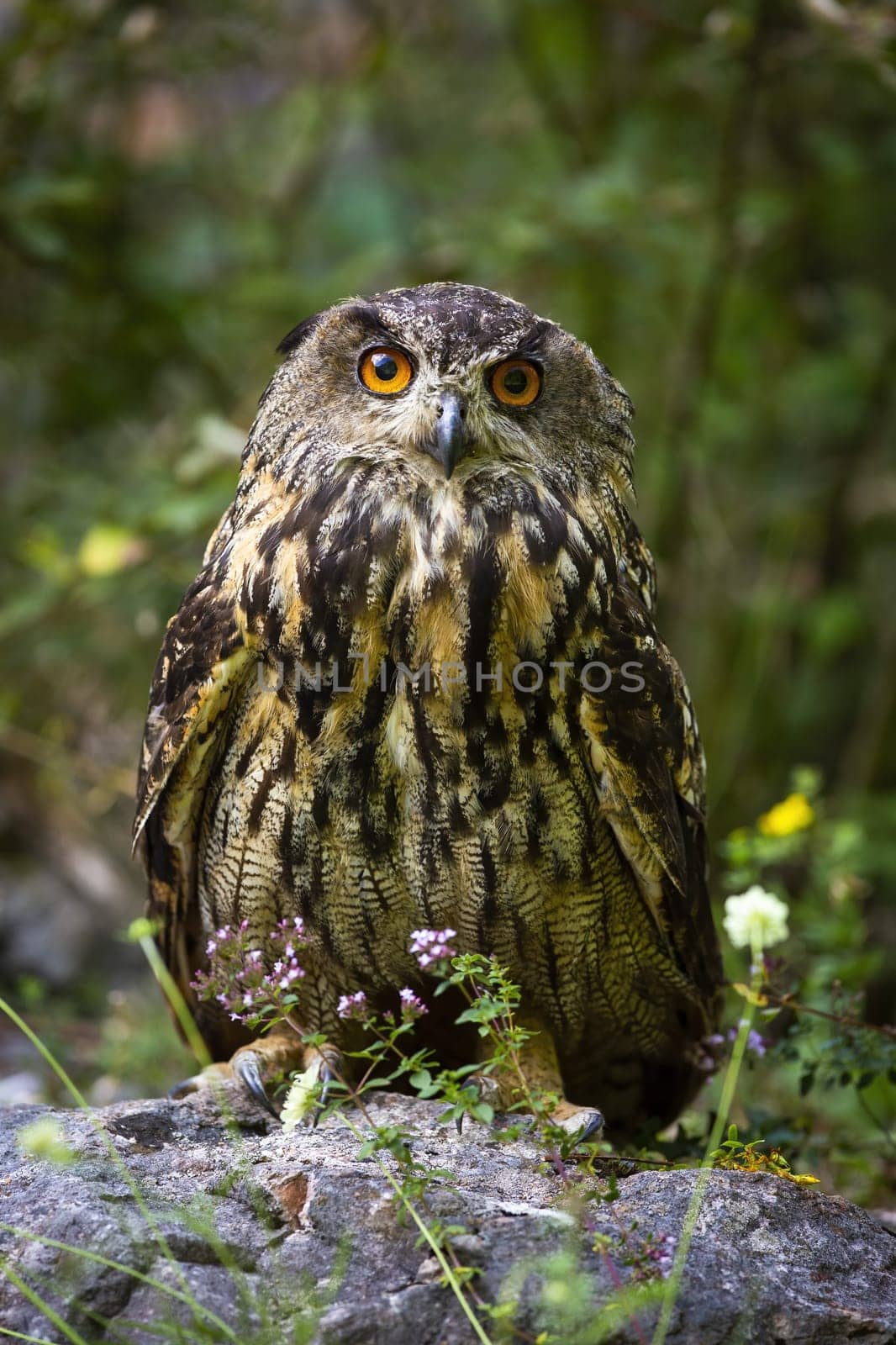 Interested eurasian eagle-owl, bubo bubo, looking into camera from front view. Alert wild bird with black and brown feathers and orange eyes sitting between wildflowers in green nature.