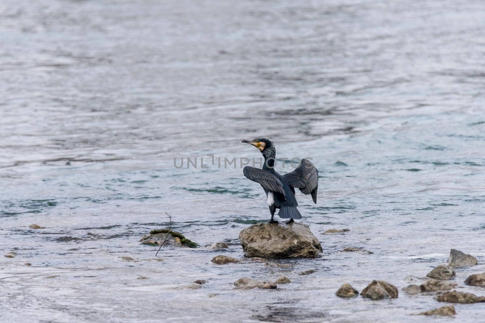 Cormorant sits on the shore with its wings spread out in front of an even surface of water with copy space