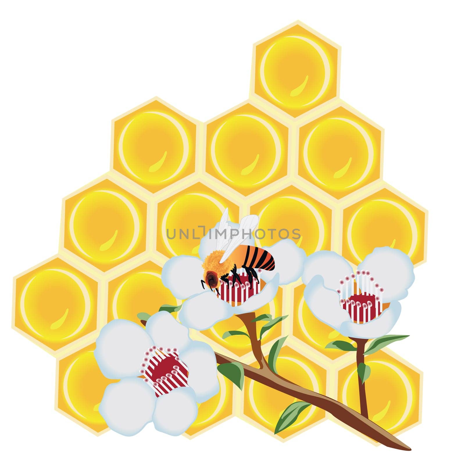 A honeycomb and a bee on a flower vector illustration on a white background isolated