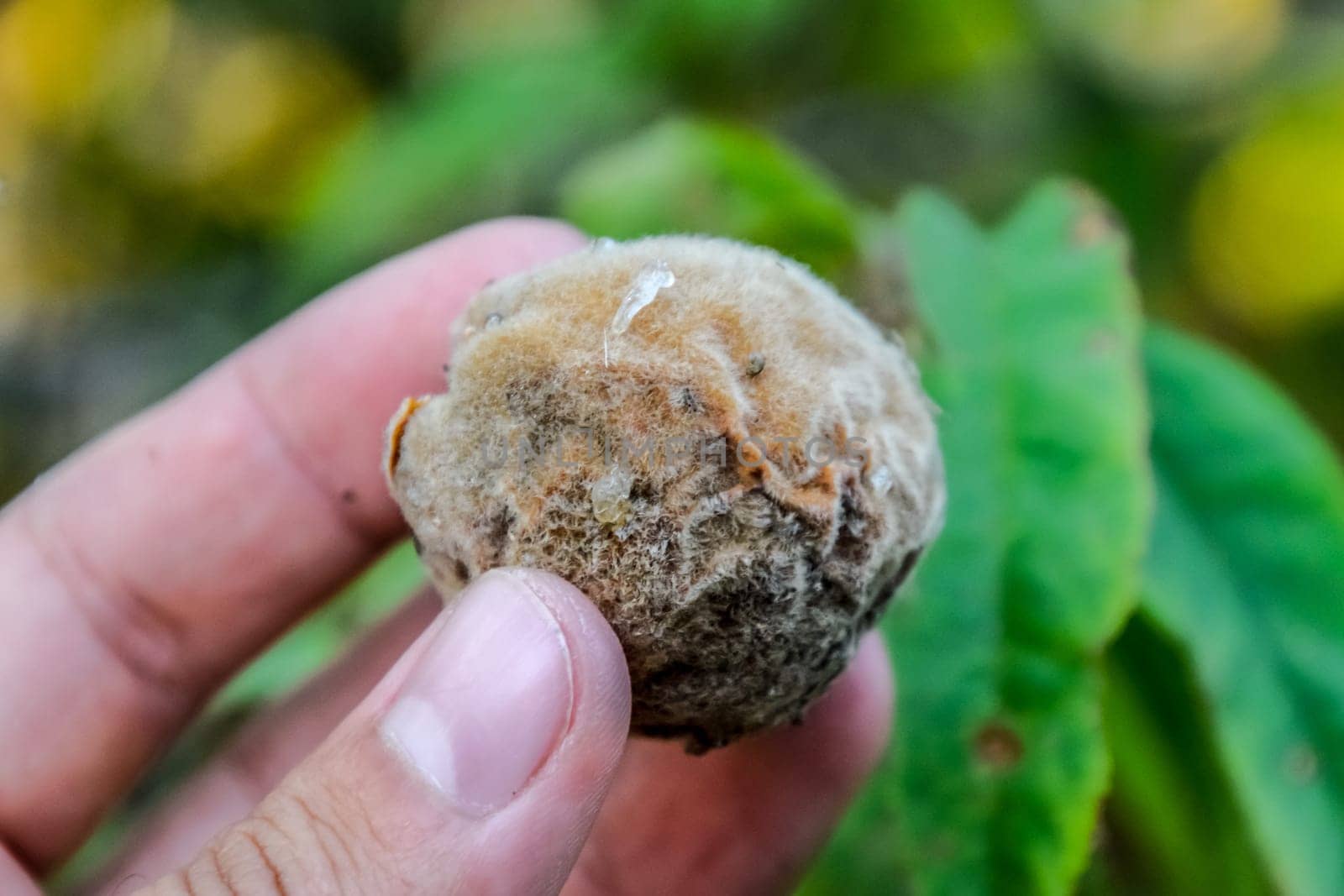 Rotten peach in the hands of a man. Spoiled fruit