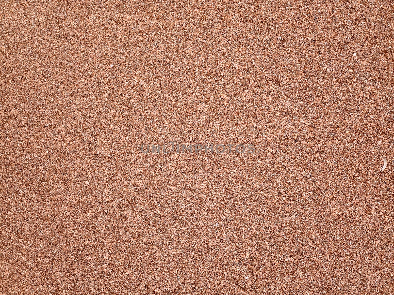 The background is the texture of the sea sand on the beach. Sand shell.
