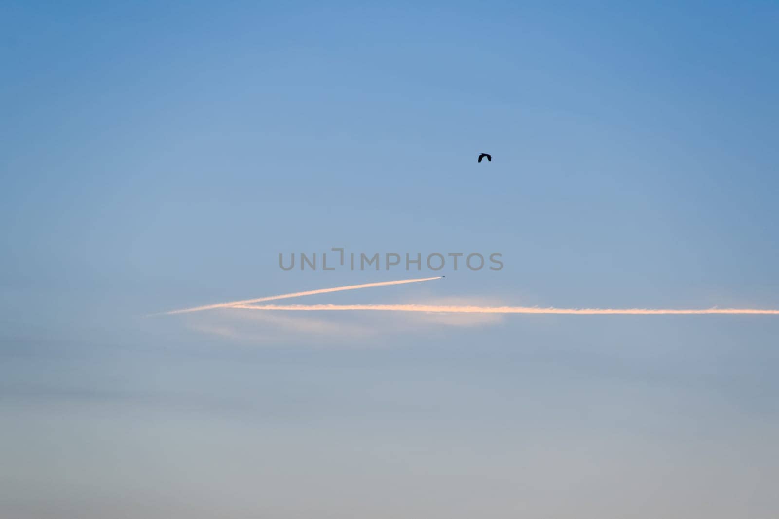 Contrail from an airplane on a blue sky against a sunset.