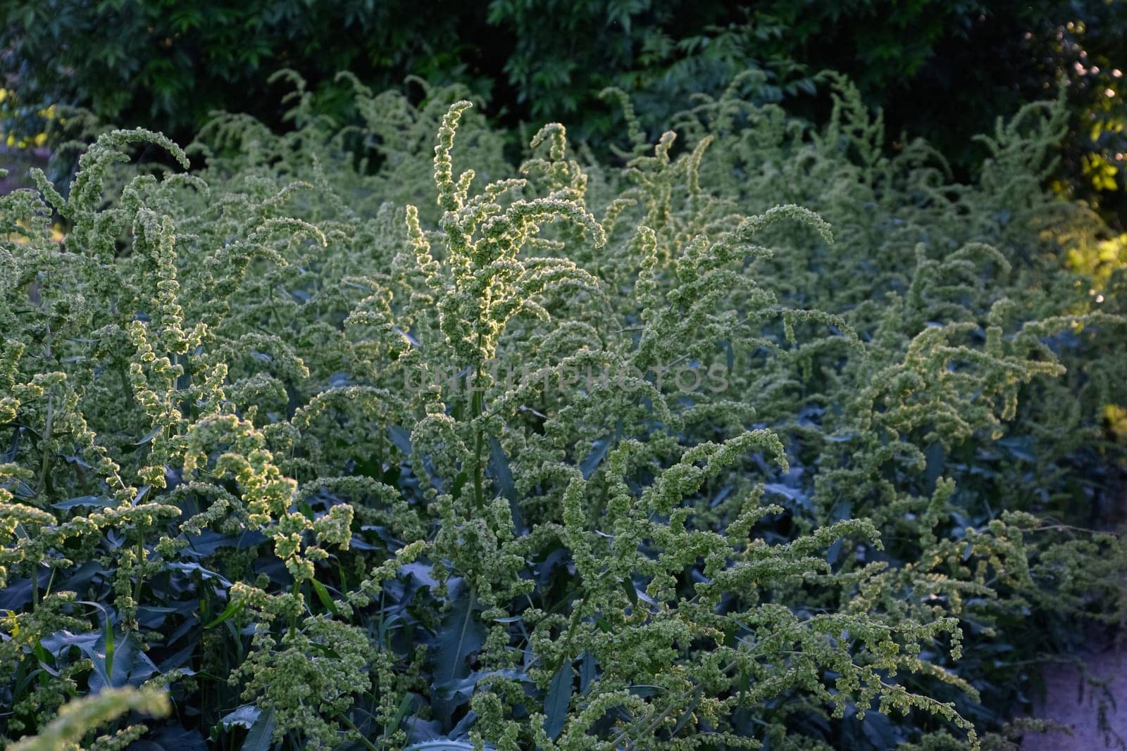 Horse sorrel during the flowering period. Rumex confertus. Horse sorrel on the side of a rural road.