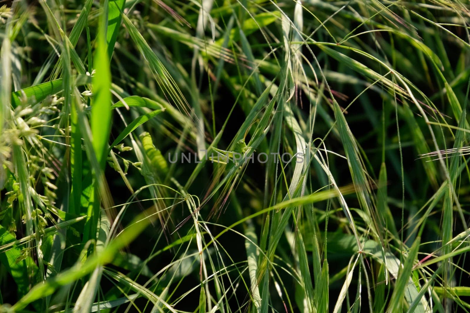 The larva of a green grasshopper sits on a stem of grass.