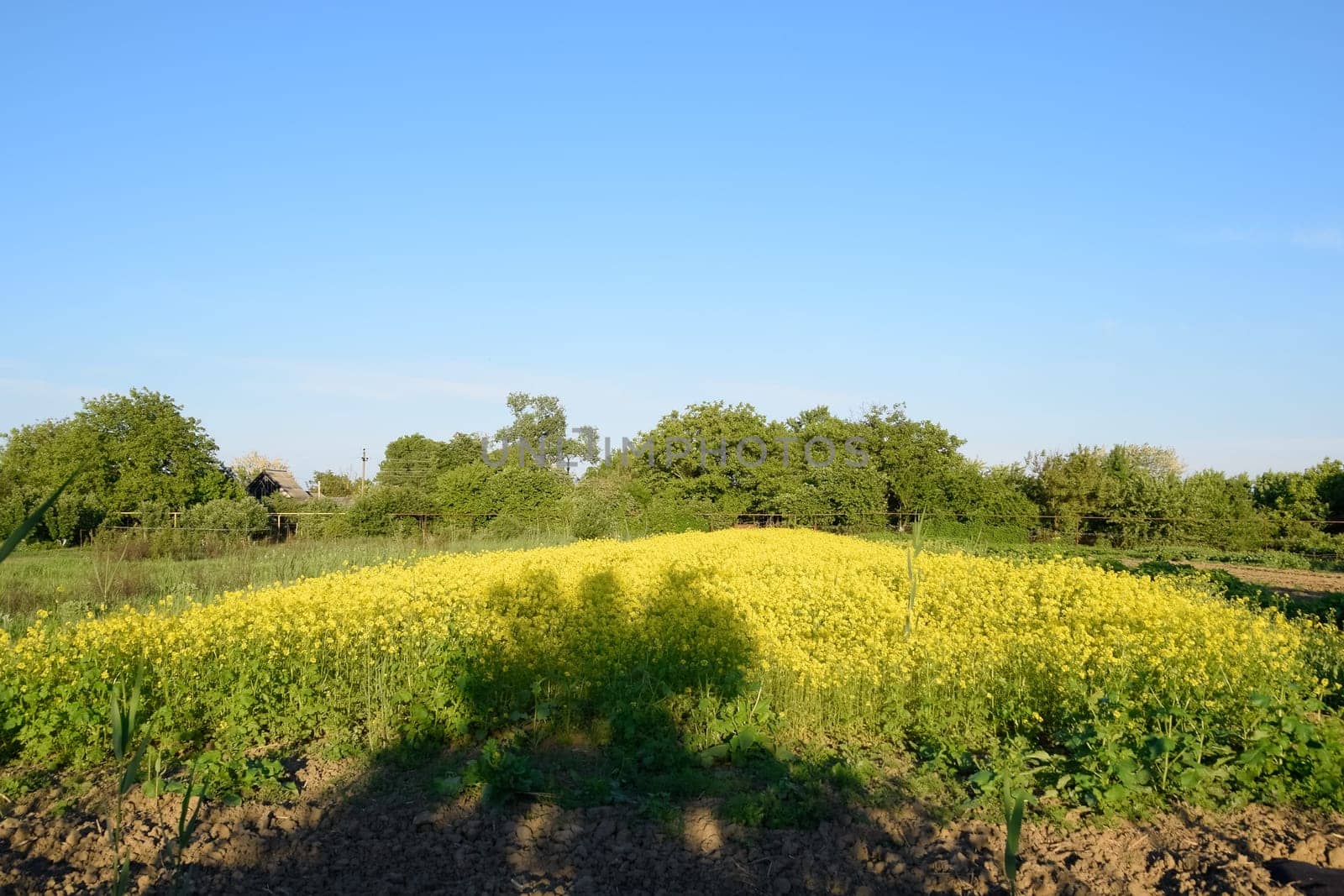 Rapeseed blossom in the garden in spring. Blooming siderat rapeseed.