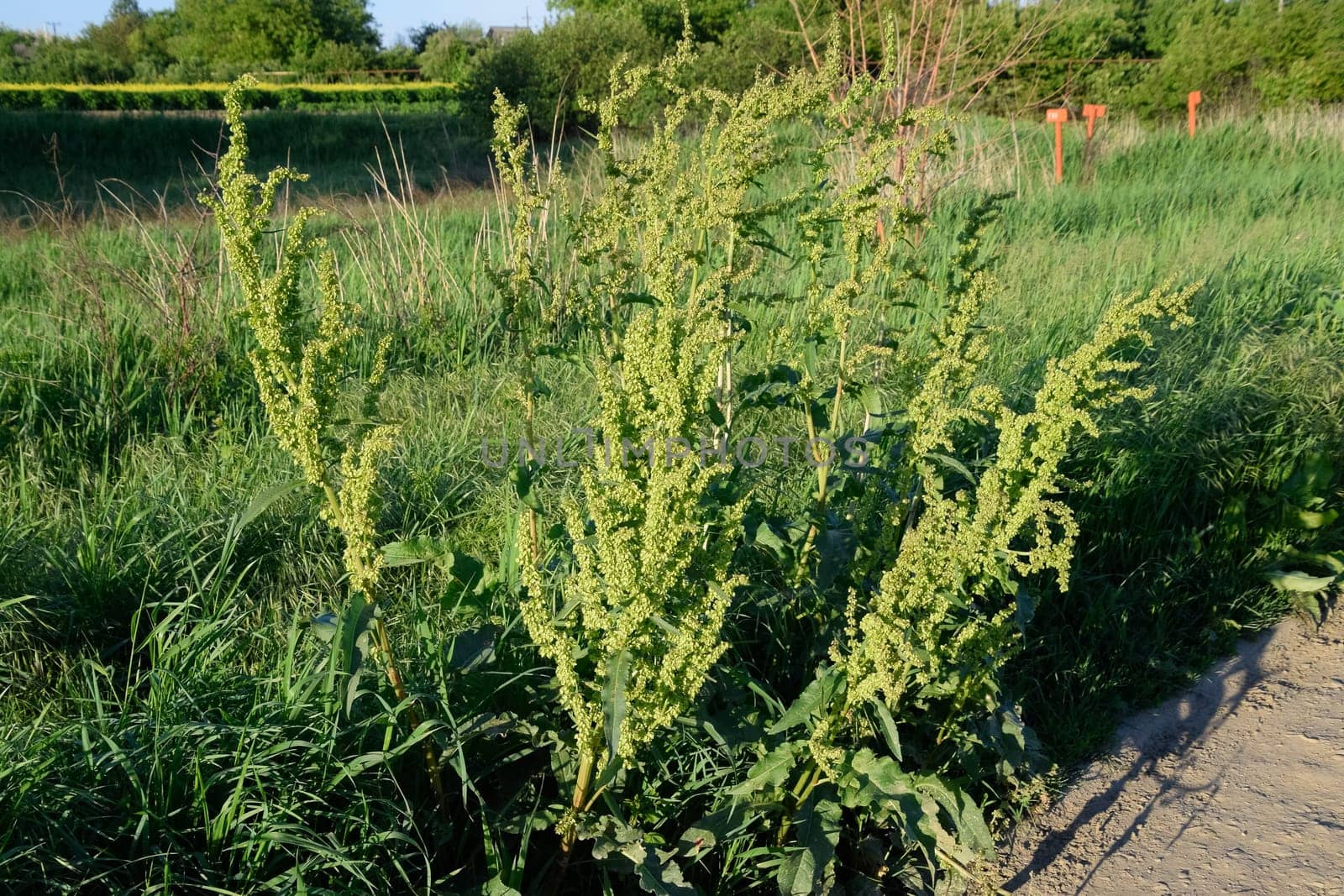 Horse sorrel during the flowering period. Rumex confertus. Horse sorrel on the side of a rural road.