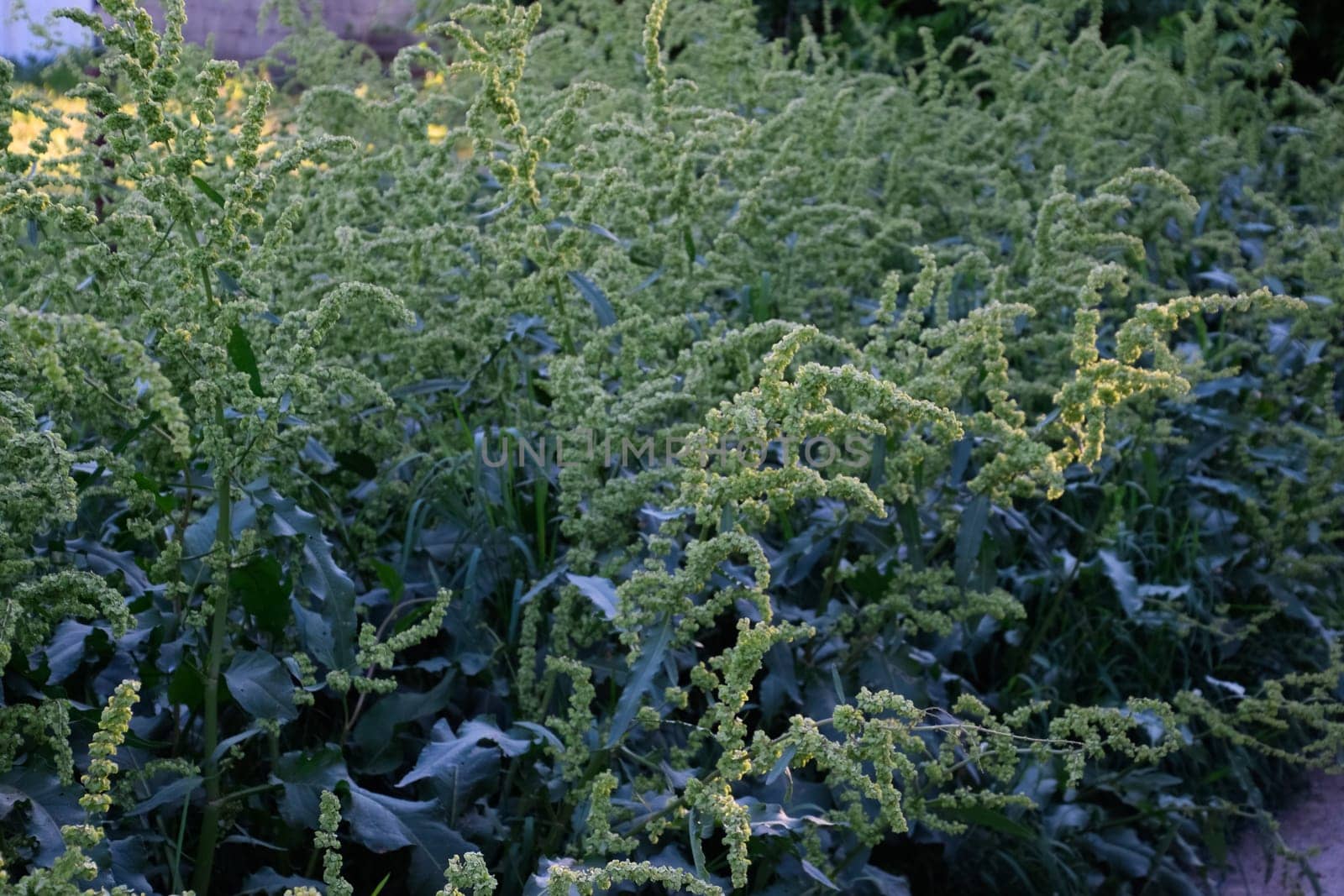 Horse sorrel during the flowering period. Rumex confertus. Horse sorrel on the side of a rural road.