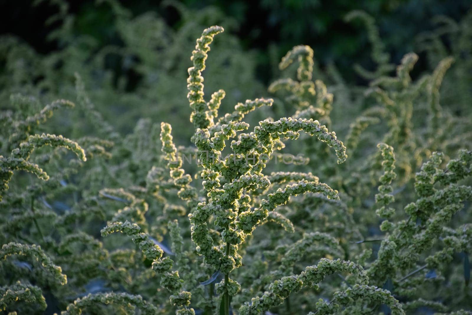 Horse sorrel during the flowering period. Rumex confertus. Horse sorrel on the side of a rural road.