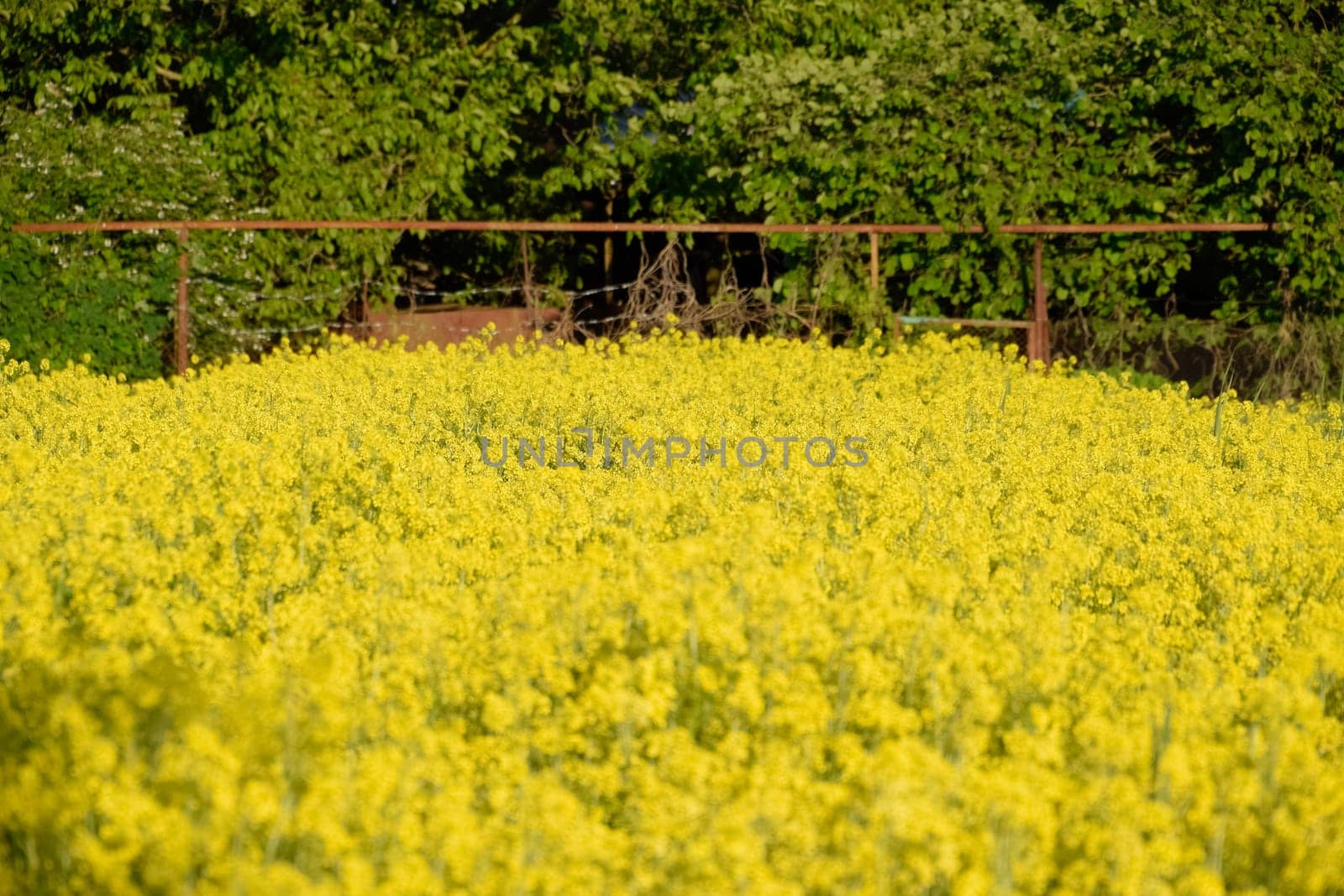 Rapeseed blossom in the garden in spring. Blooming siderat rapeseed.