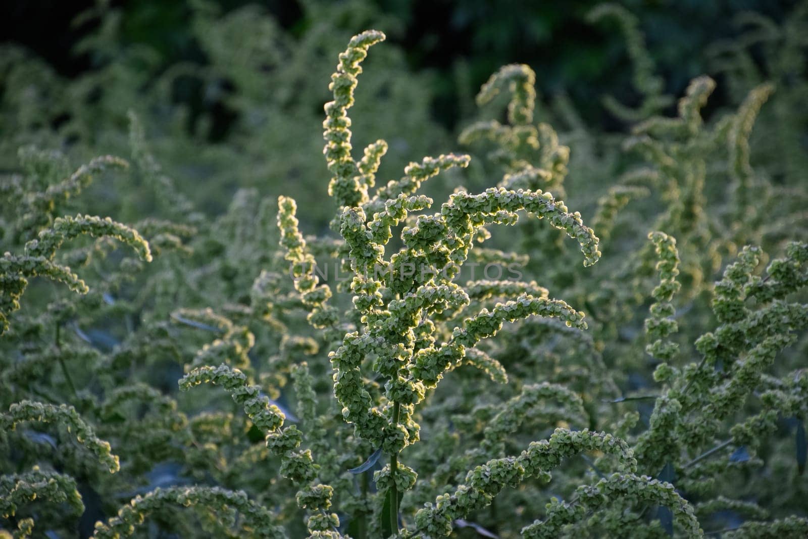 Horse sorrel during the flowering period. Rumex confertus. Horse sorrel on the side of a rural road.