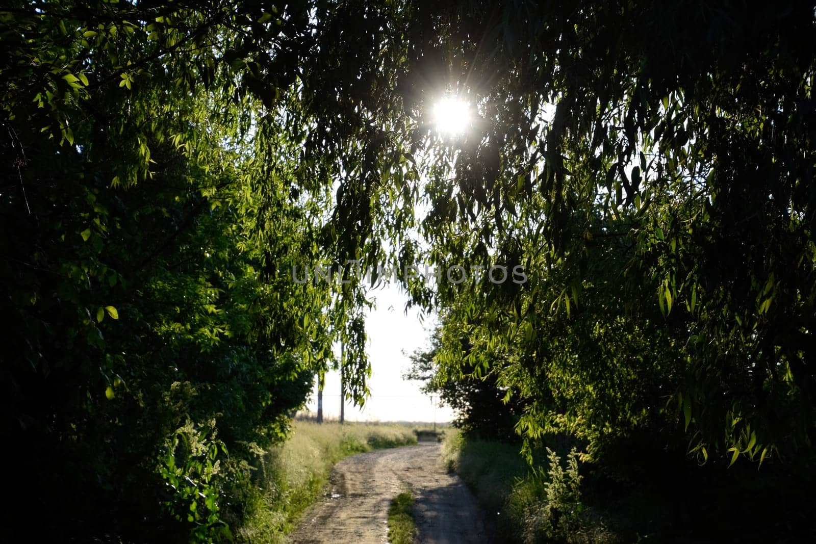 The road between the trees in the sunlight. Bright sunlight in the branches of a tree.