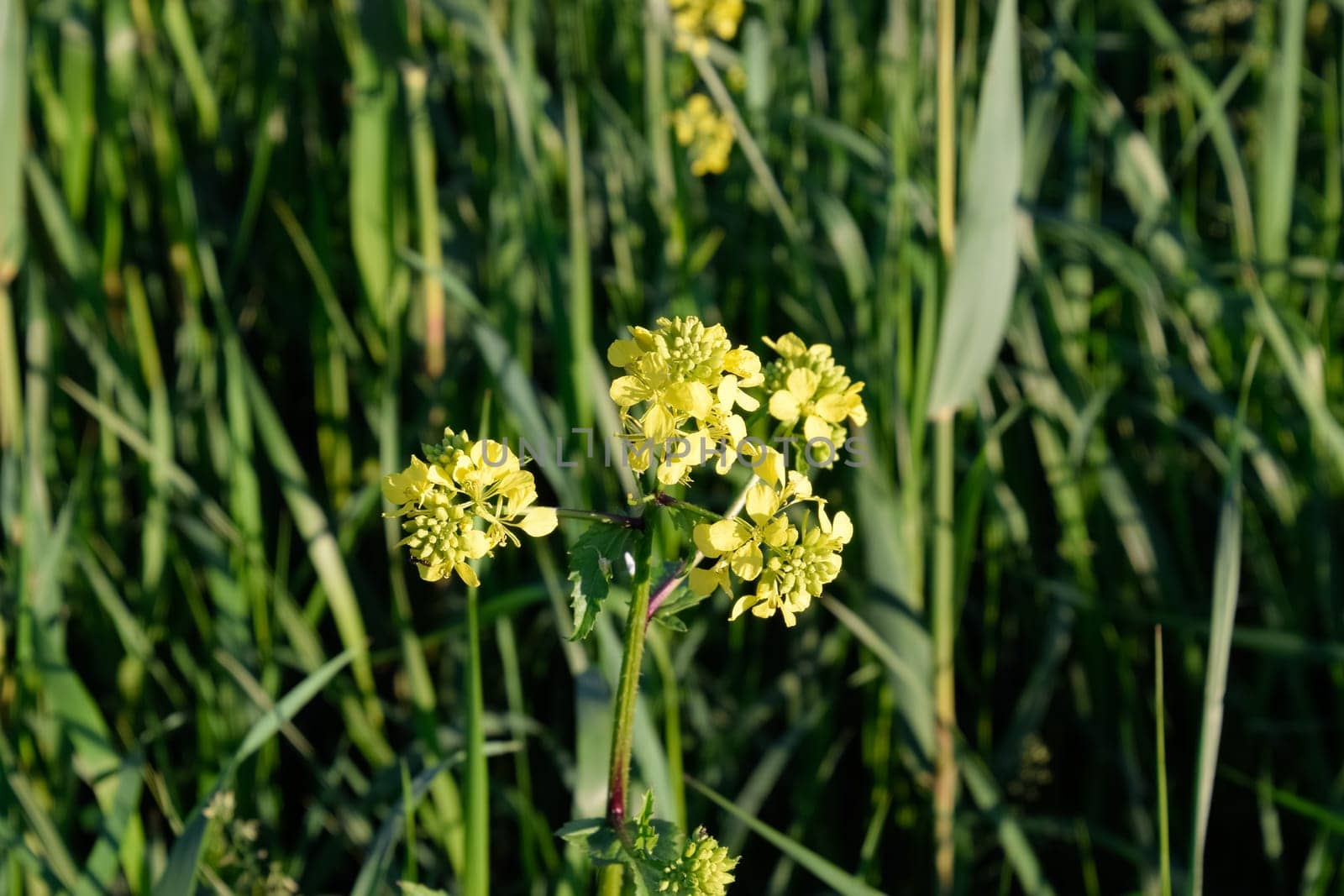 Rapeseed blossom in the garden in spring. Blooming siderat rapeseed.