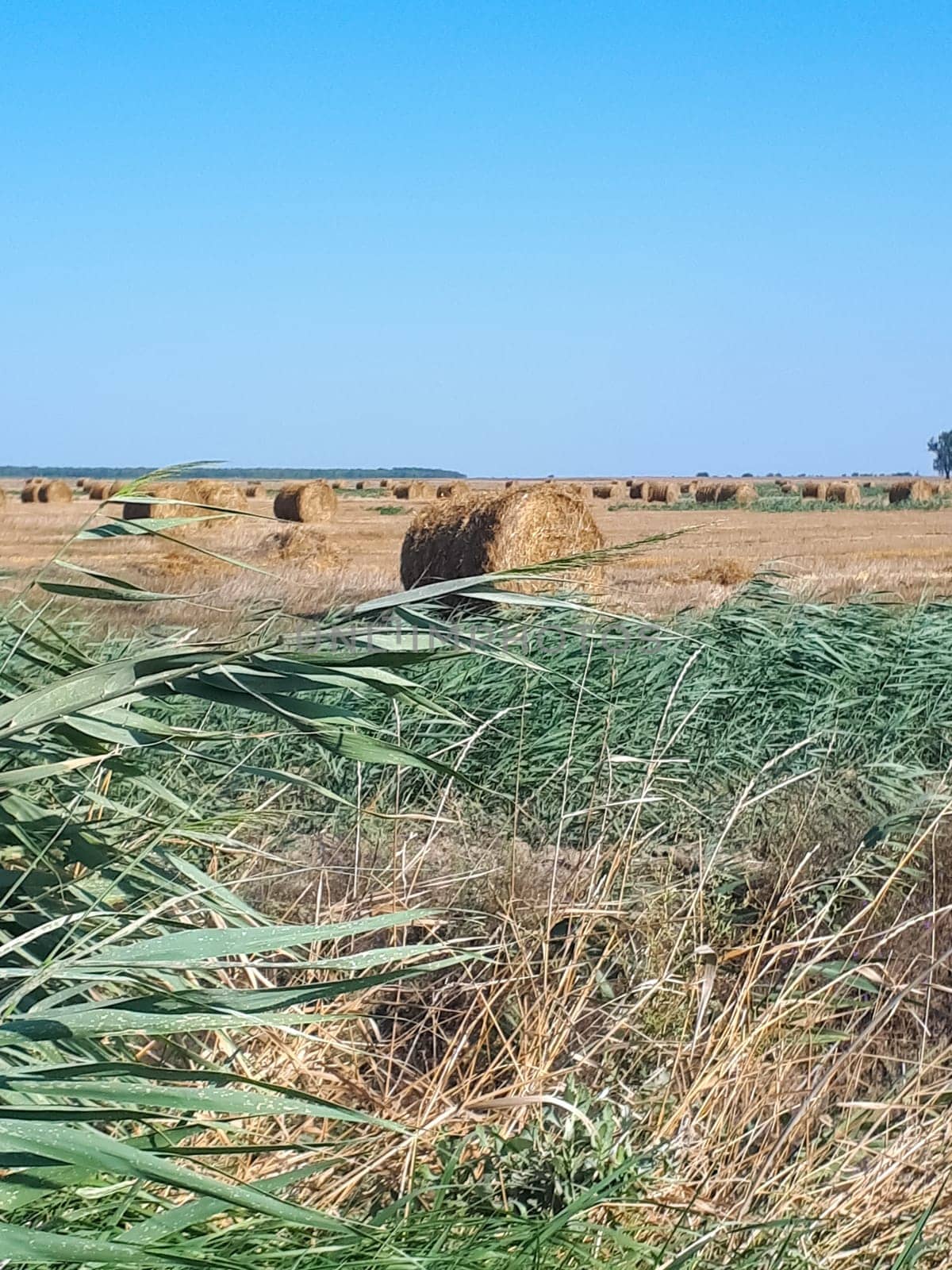 Hay and bales of hay on the field against the blue sky.