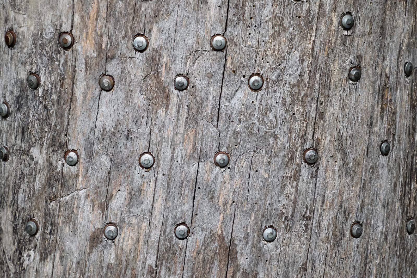 Background texture nails hammered into the tree. Nails hats.