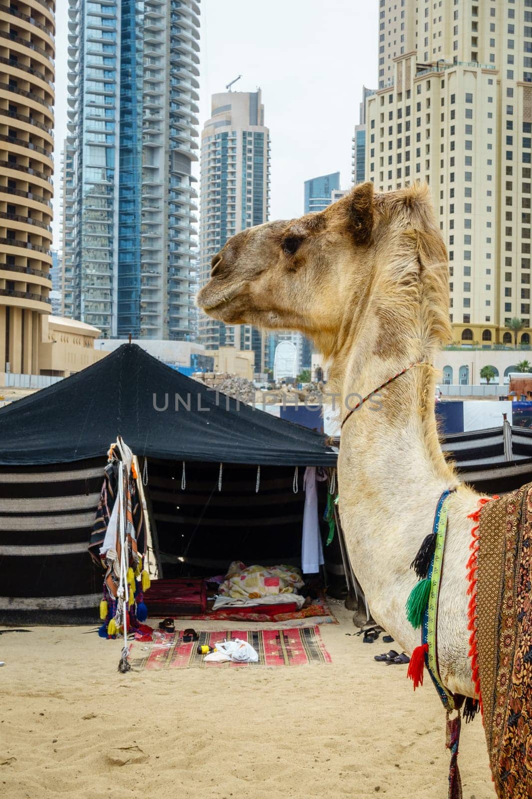 Camel on the Beach at Jumeirah Beach Residence in Dubai