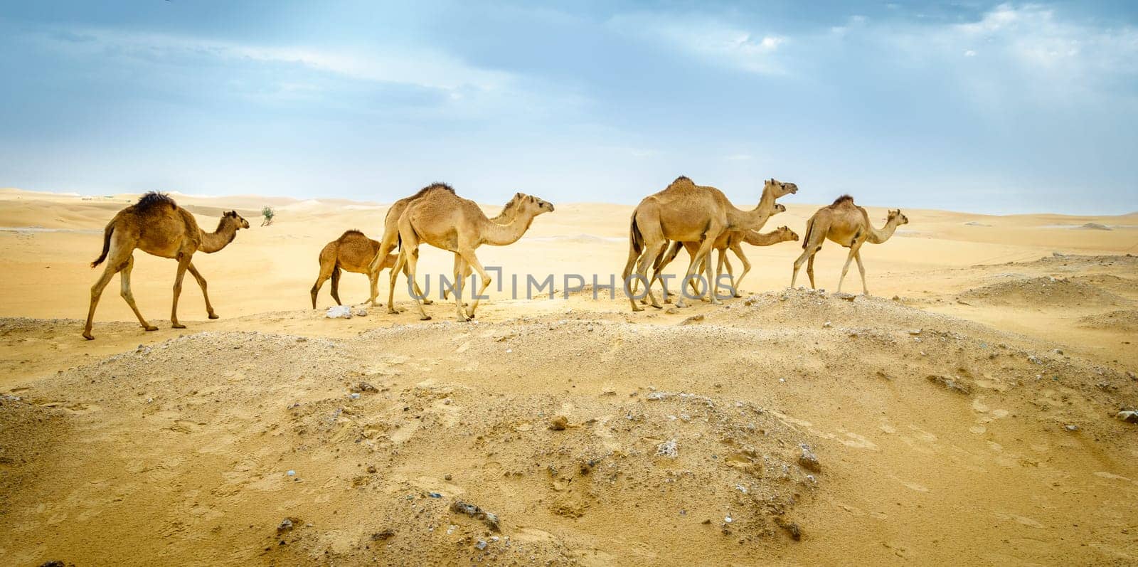 A herd of wild camels in the desert near Al Ain, UAE