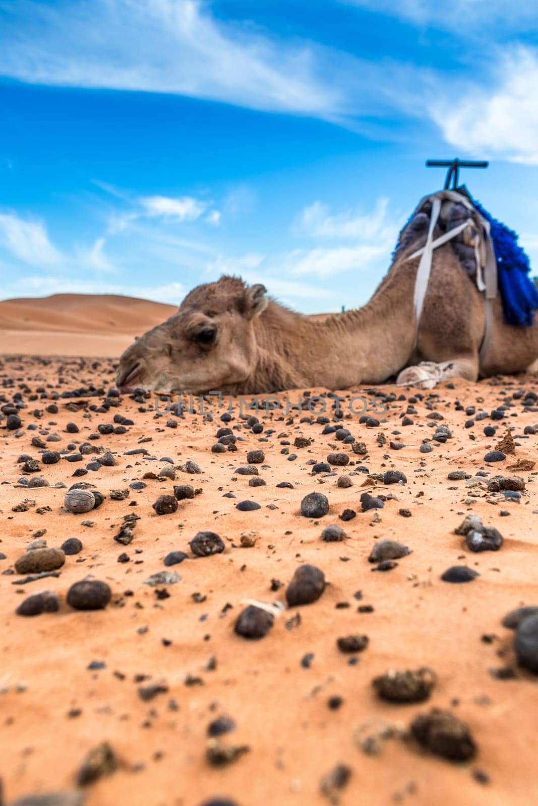 Merzouga in the Sahara Desert in Morocco