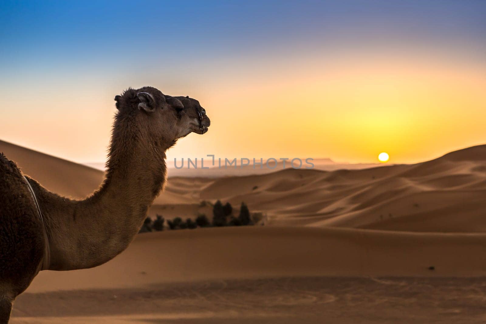 Merzouga in the Sahara Desert in Morocco