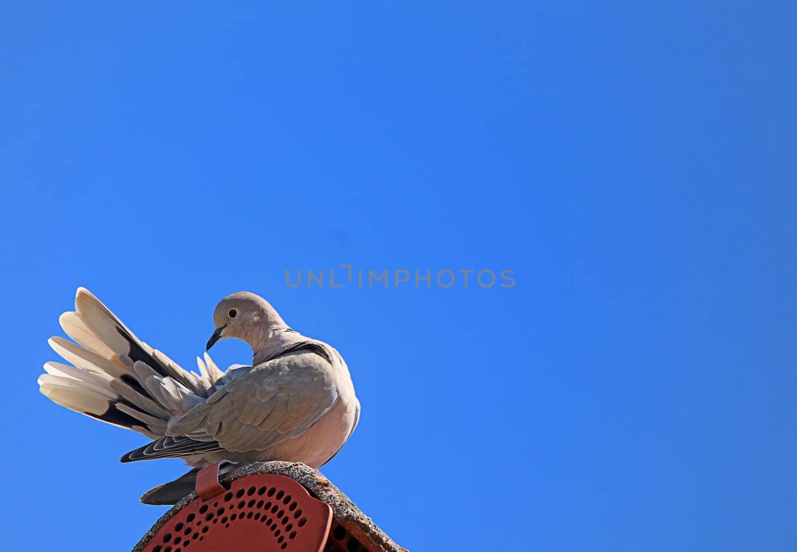 Turkish pigeon Streptopelia decaocto on roof ridge