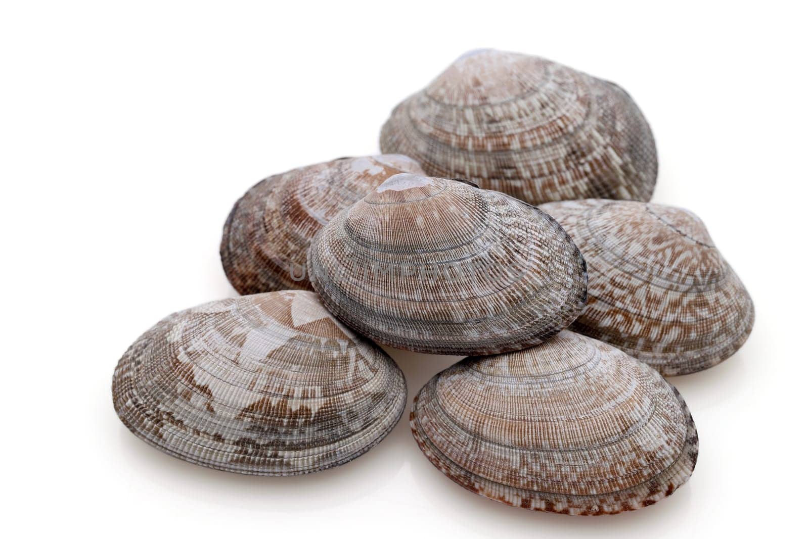Close up of Japanese asari clams on white background