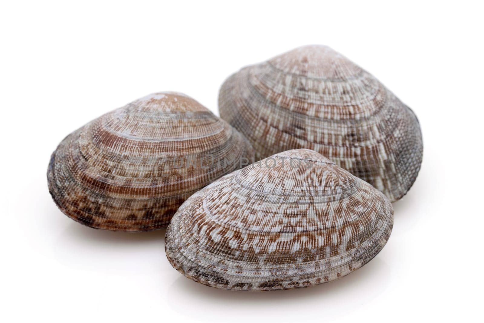 Close up of Japanese asari clams on white background