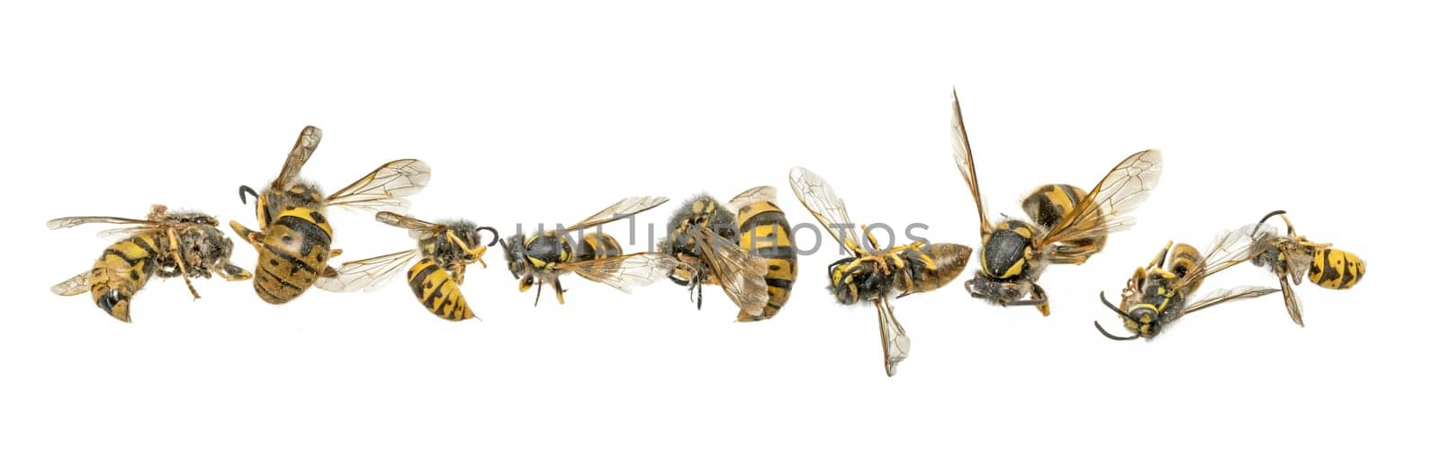 Dead yellow wasps are lying curled up in front of a white background