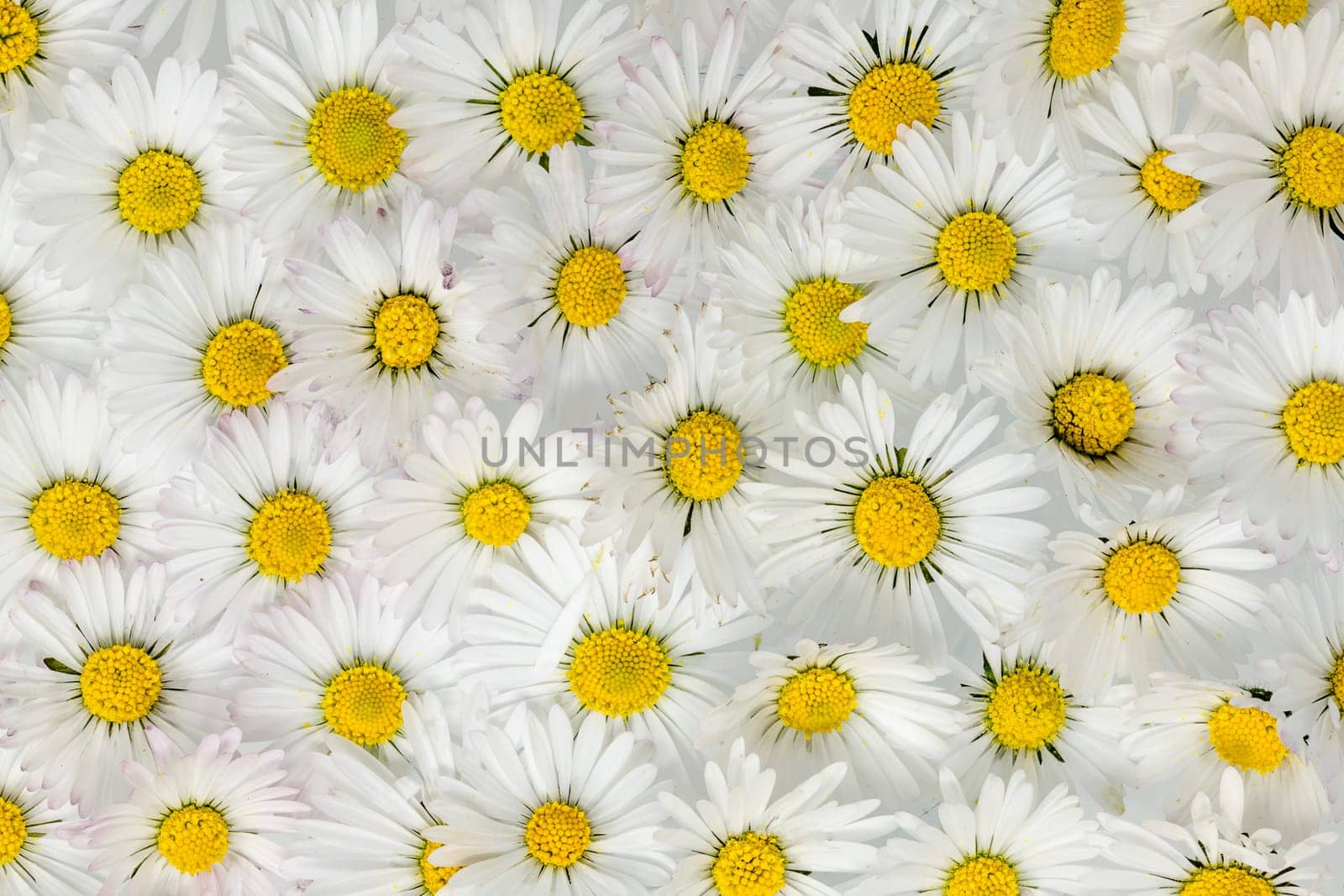 Many evenly distributed white yellow daisy flowers as a background