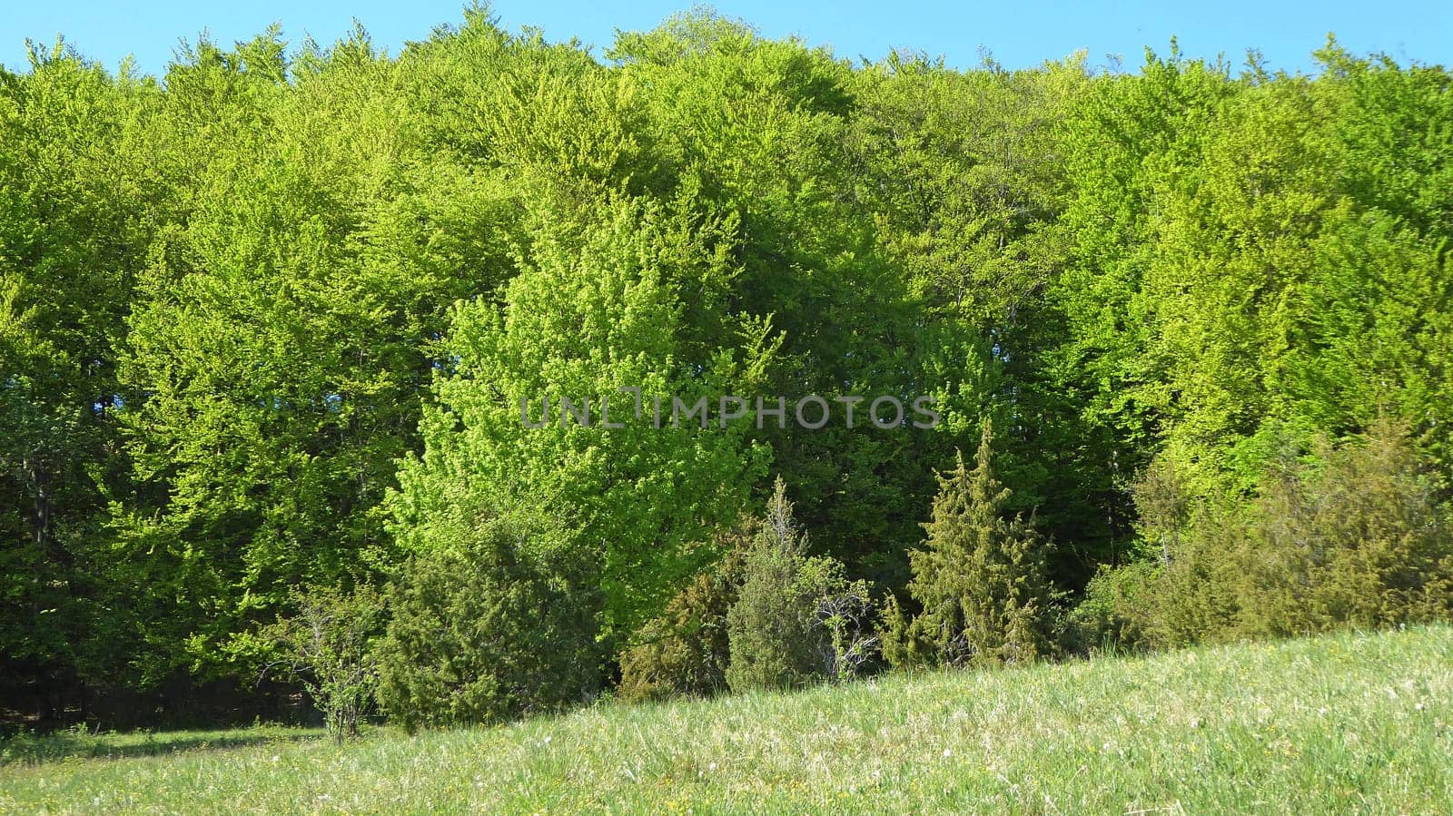 forest in springtime with first green leaves
