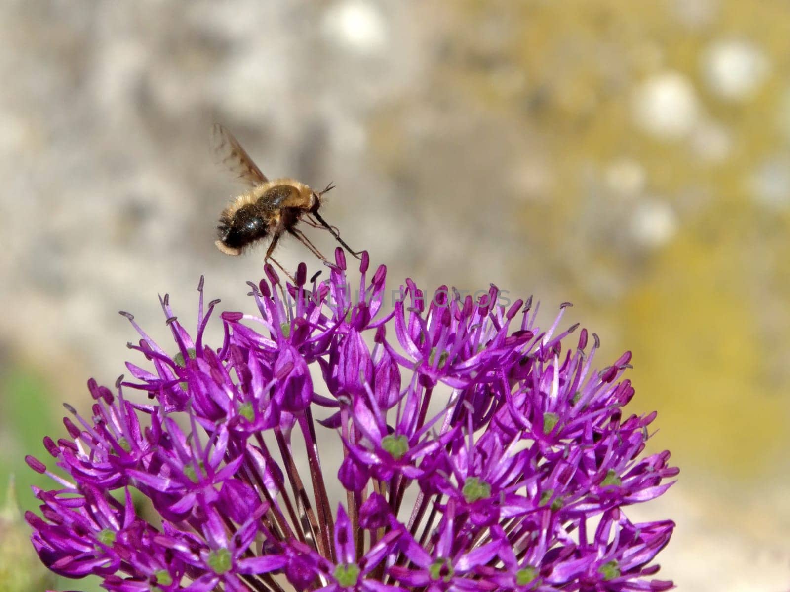 giant onion, flower with hoverfly
