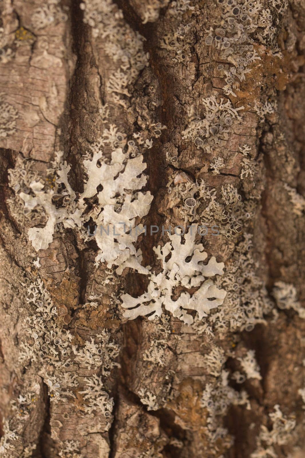 Texture shot of brown tree bark, filling