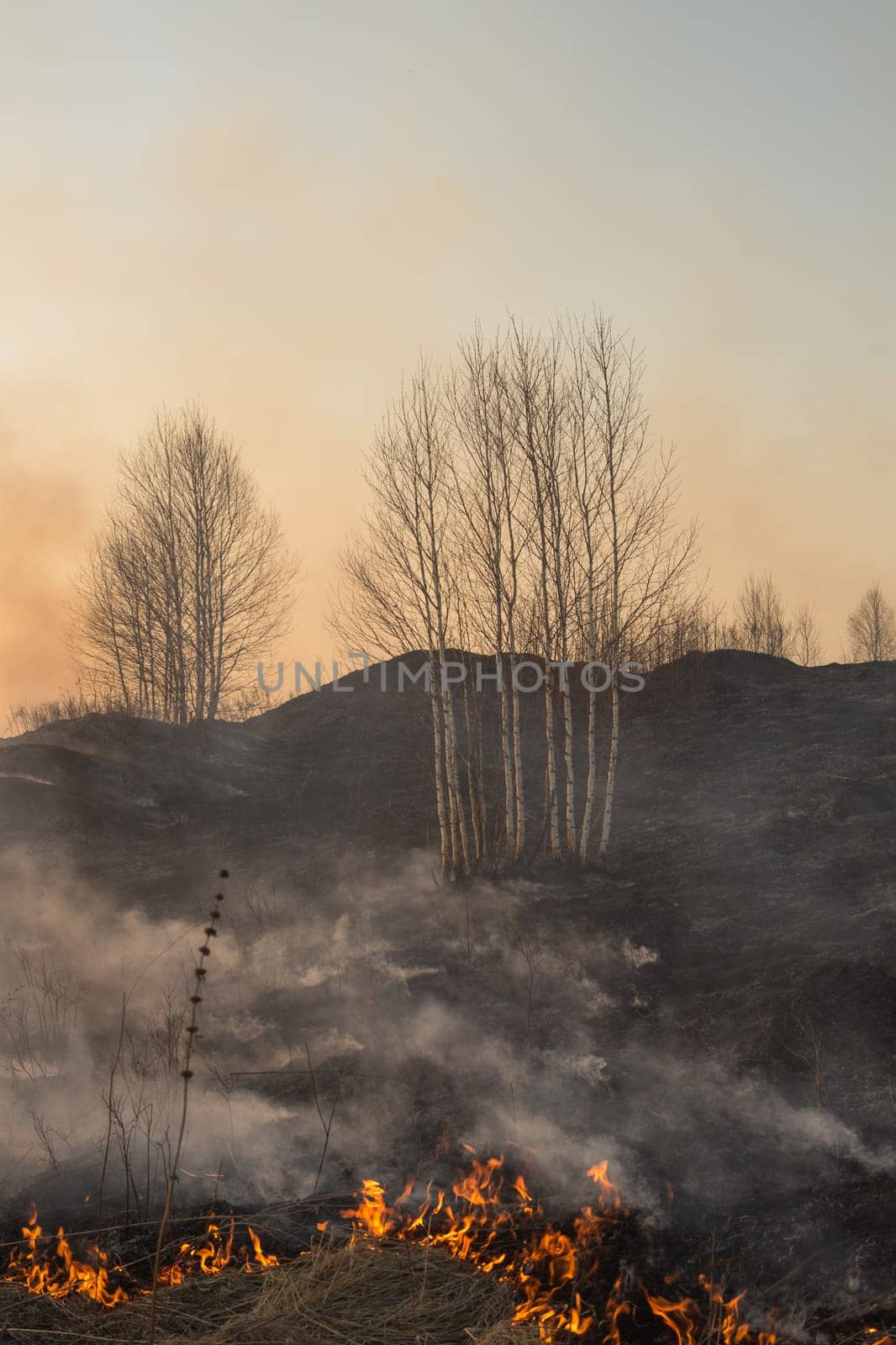 Forest fire burning, Wildfire close up at day time.