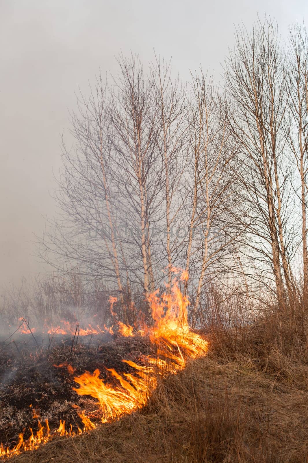 Forest fire burning, Wildfire close up at day time.