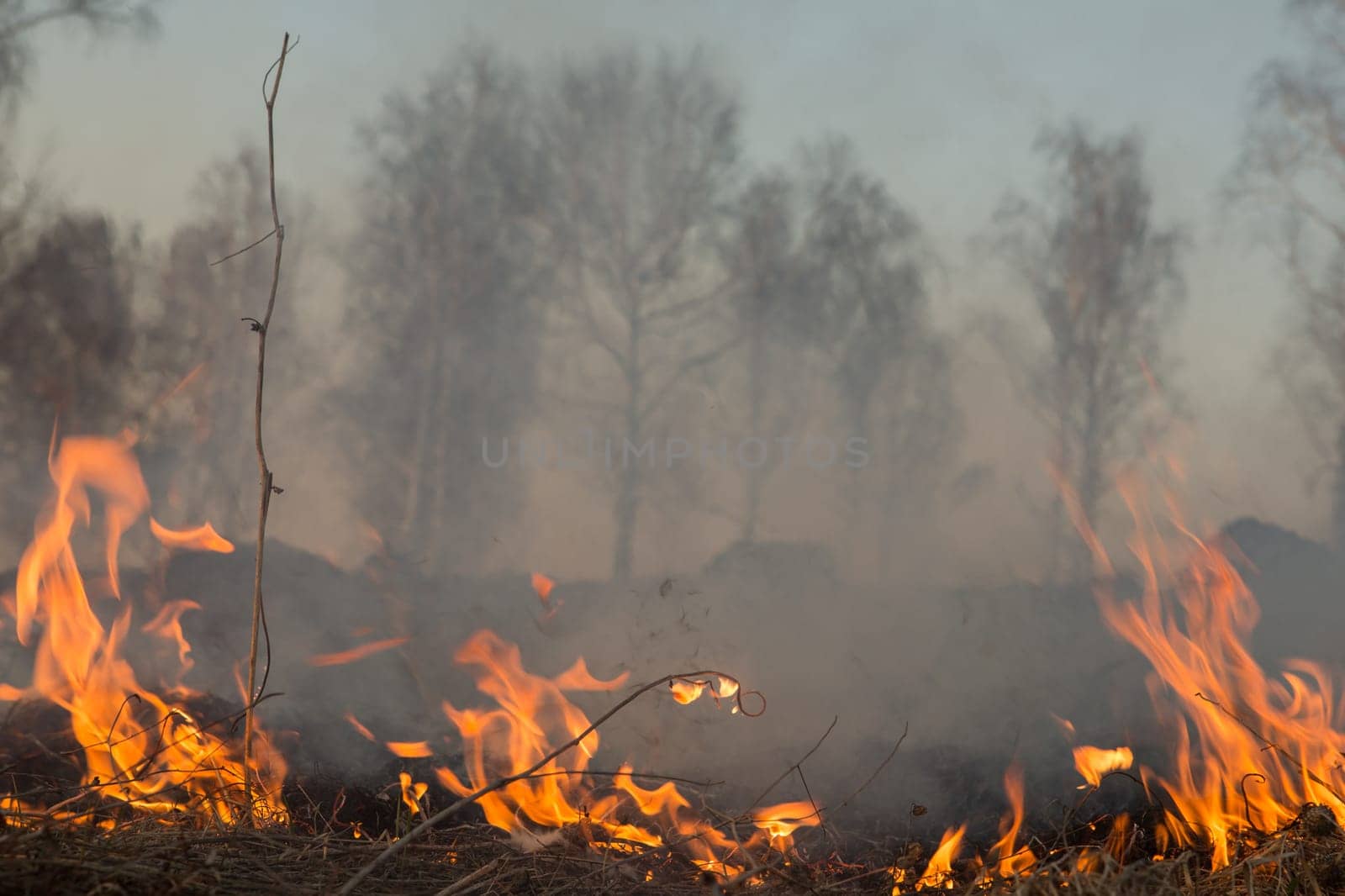 Forest fire burning, Wildfire close up at day time.