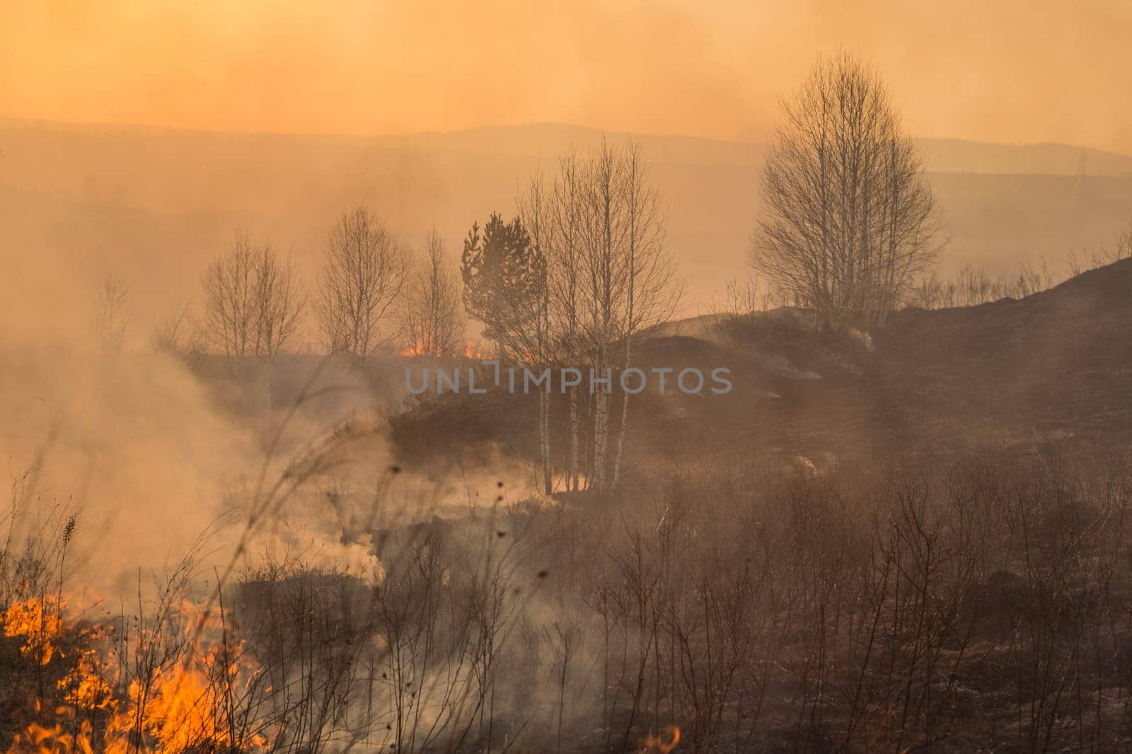Forest fire burning, Wildfire close up at day time.