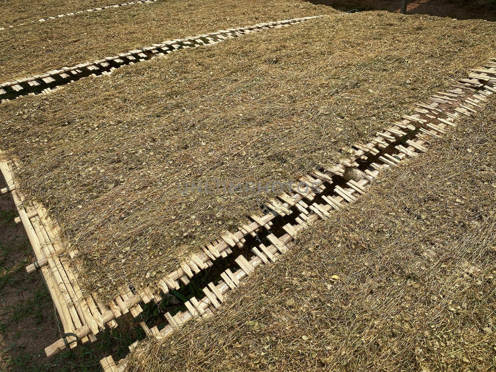 Tobacco crop to dry, cutted tobacco plant lay in the sun to dry
