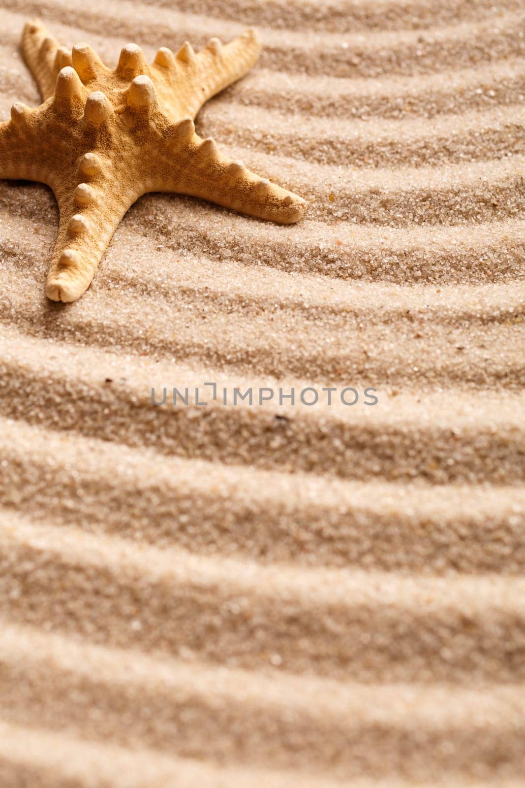 Beautiful seashells on sand and warm sun light with copy space . Summer holidays travel concept. Space for text