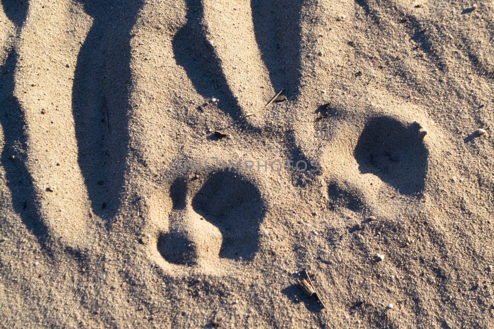 Two footprint of a wolf texture background.