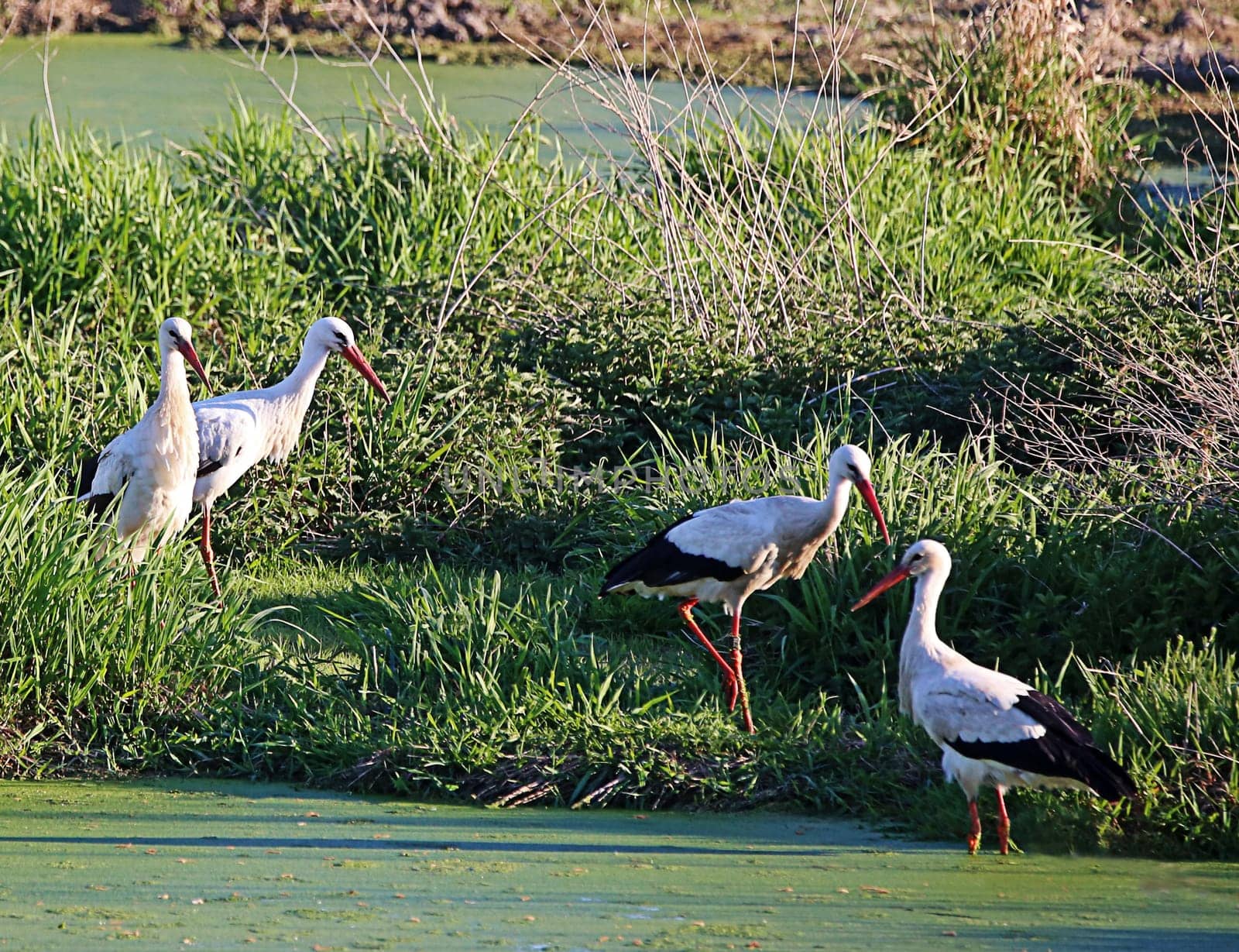 Four white storks Ciconia ciconia on the Walldorf Stork Meadow