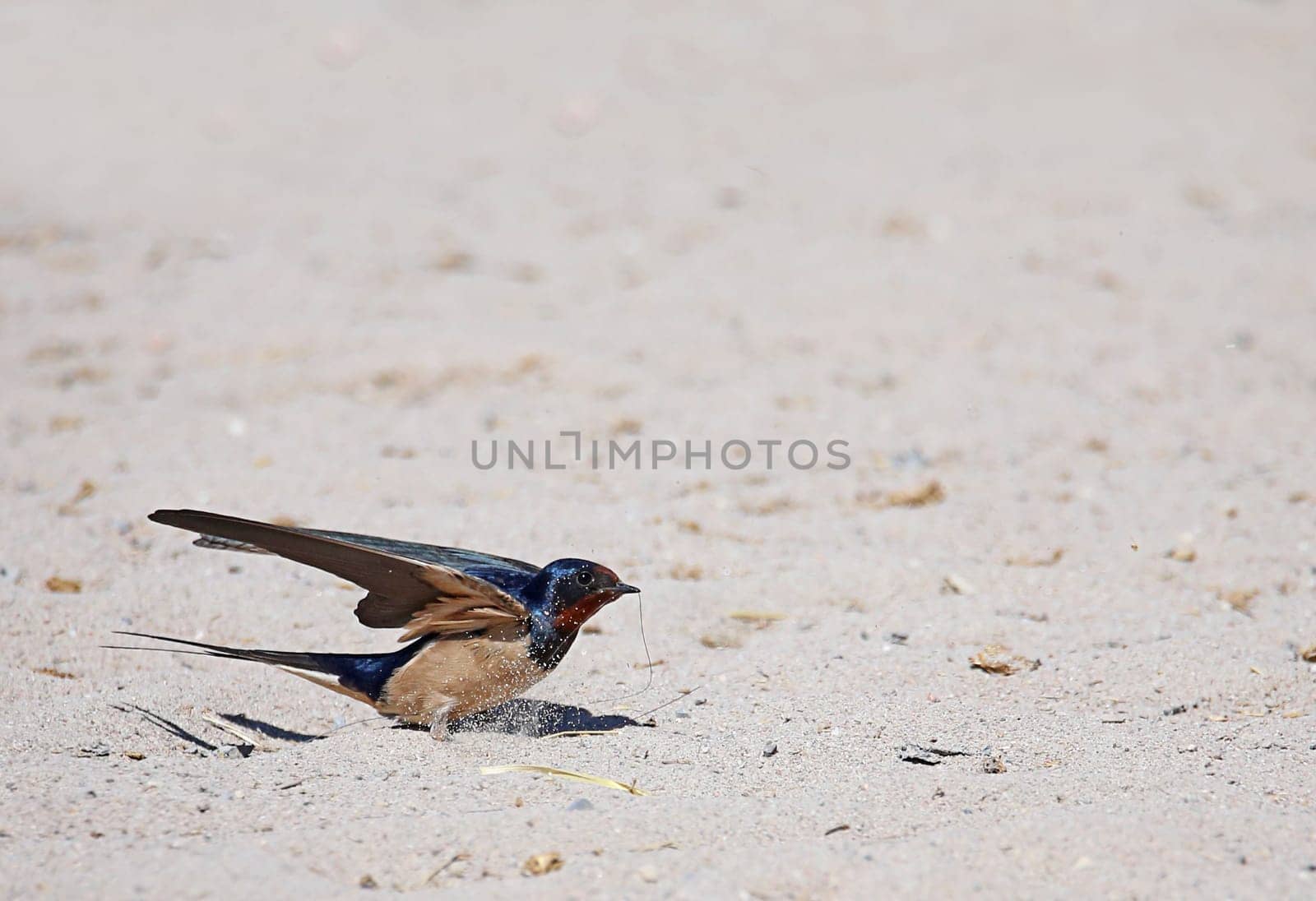 Barn swallow Hirundo rustica in the sand