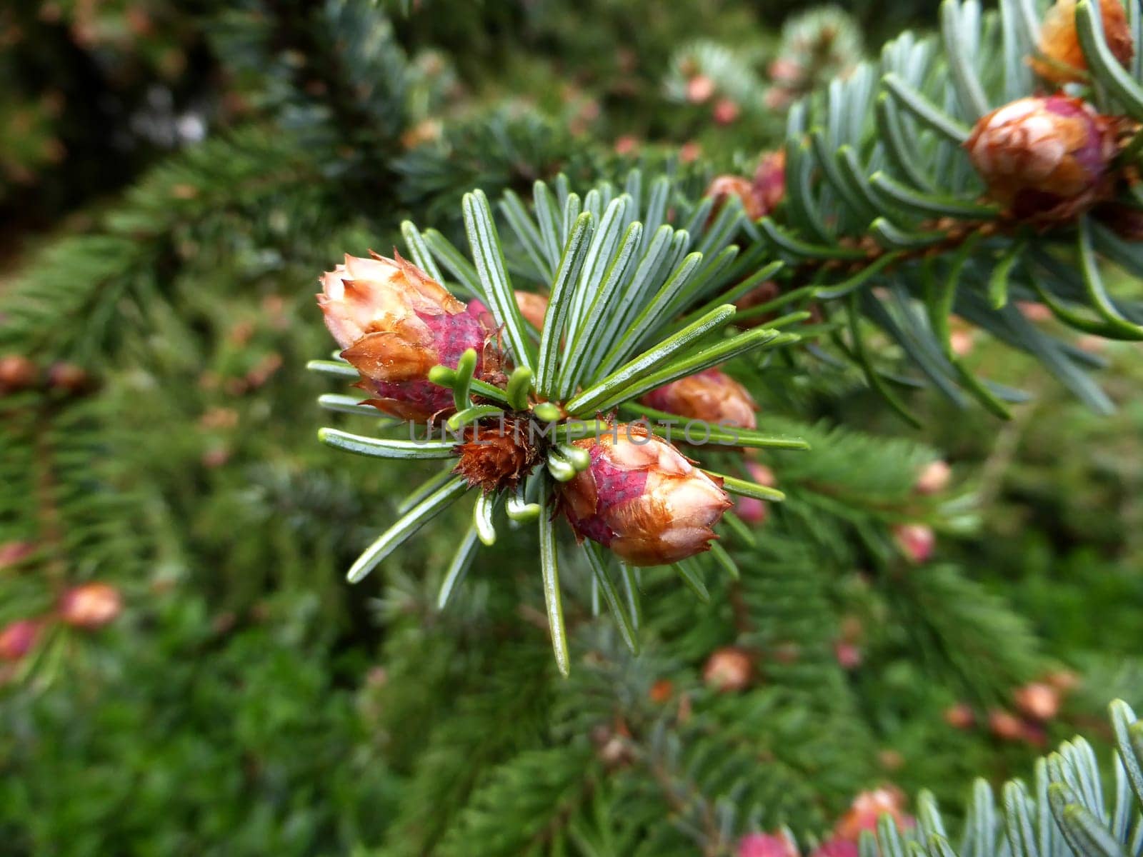 spruce with flower buds in spring in Germany