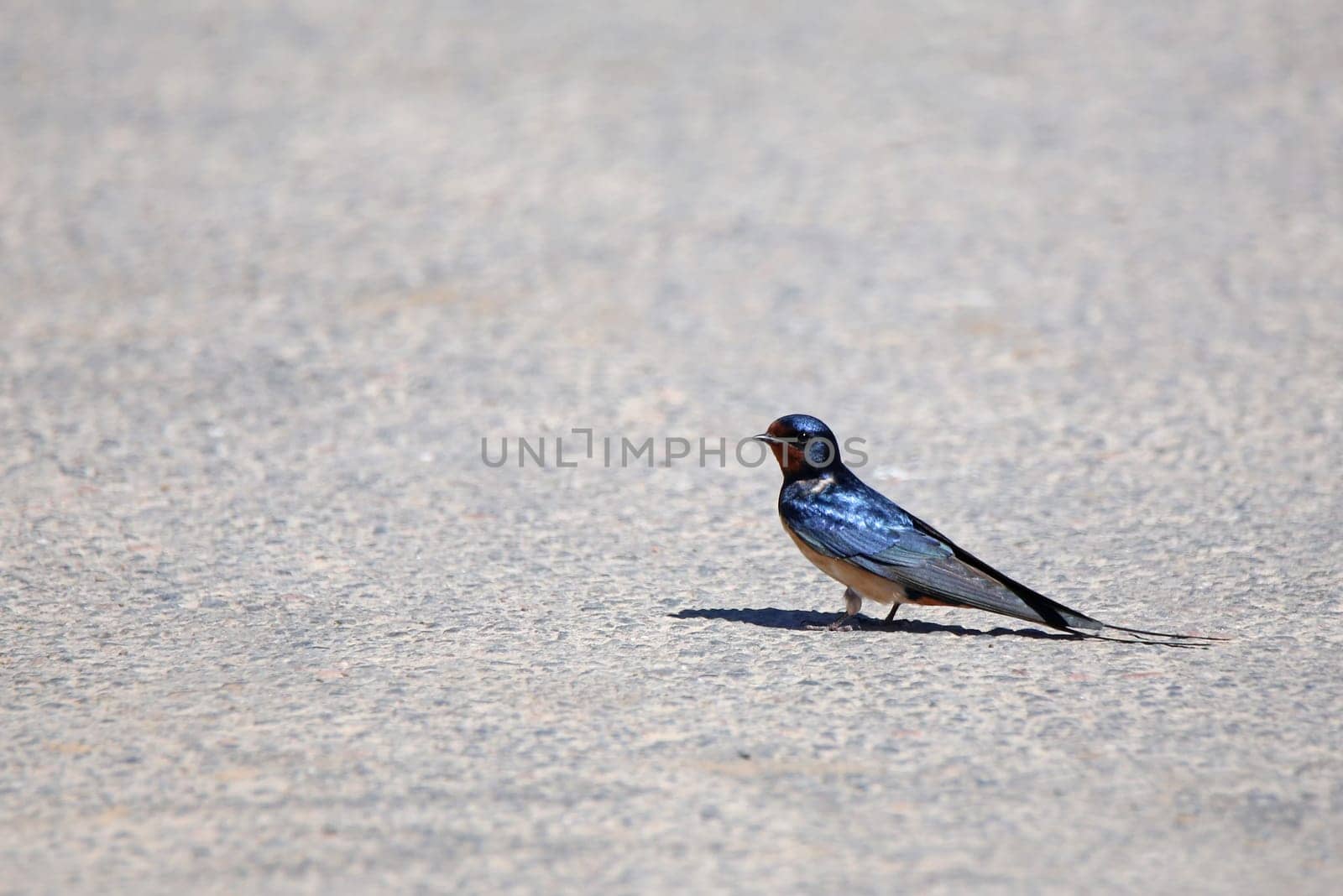 A brilliant appearance Barn swallow Hirundo rustica