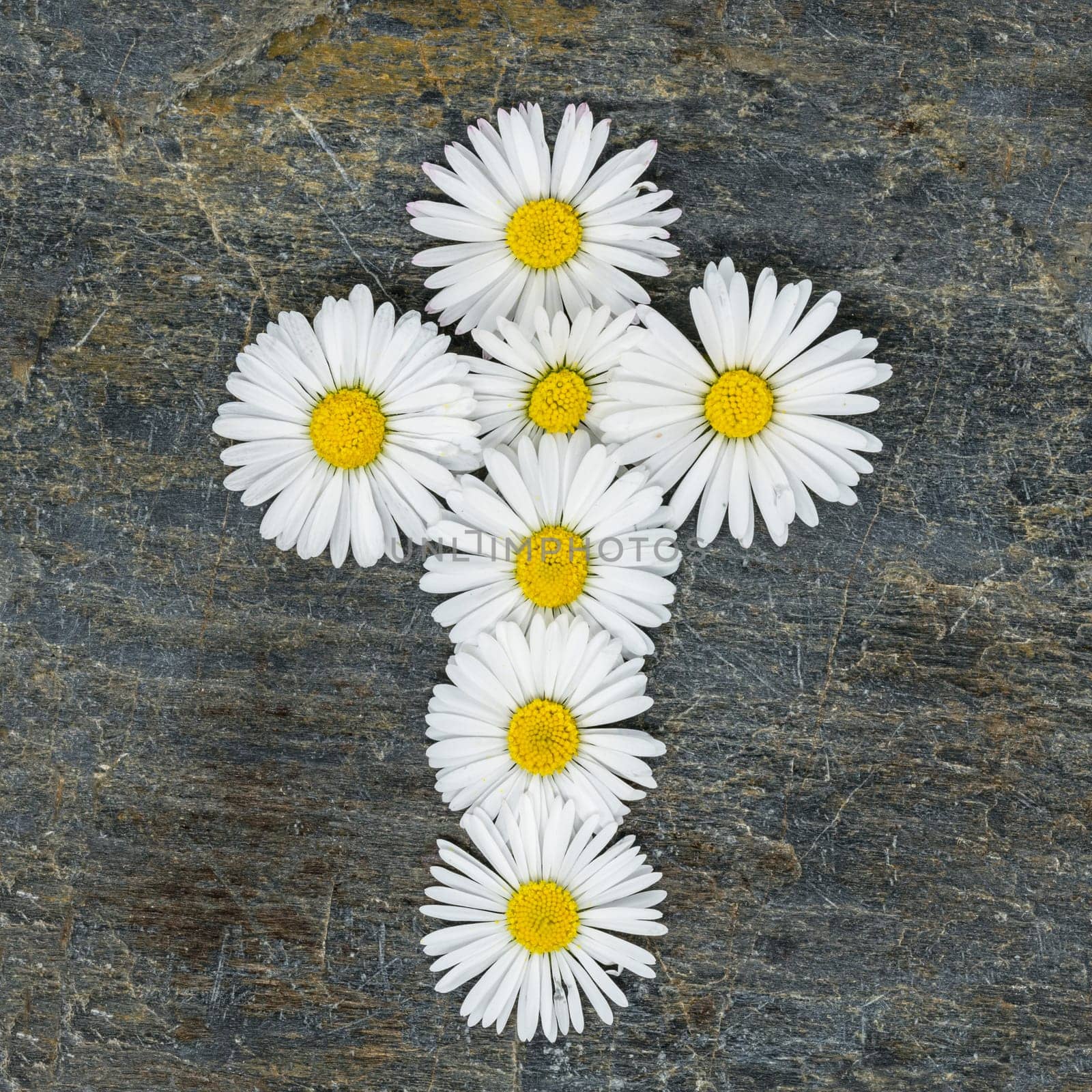 Christian cross made of yellow white daisy flowers on a gray slate plate