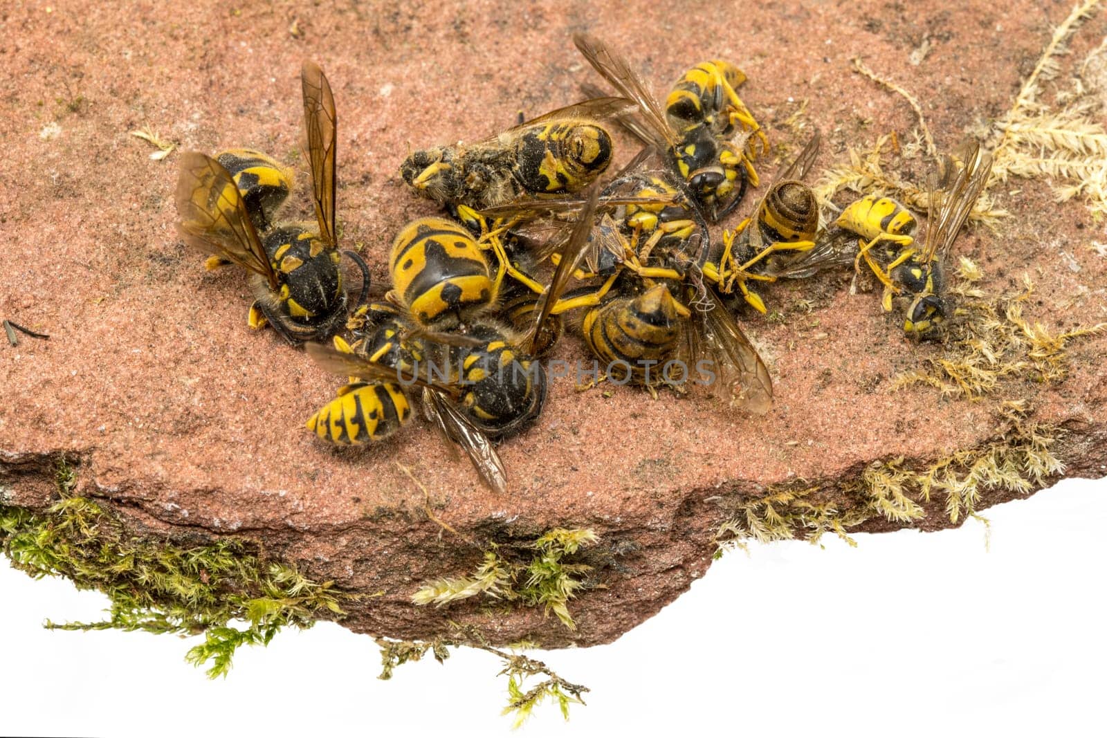 Dead wasps lie curled up on a sandstone with moss isolated on white