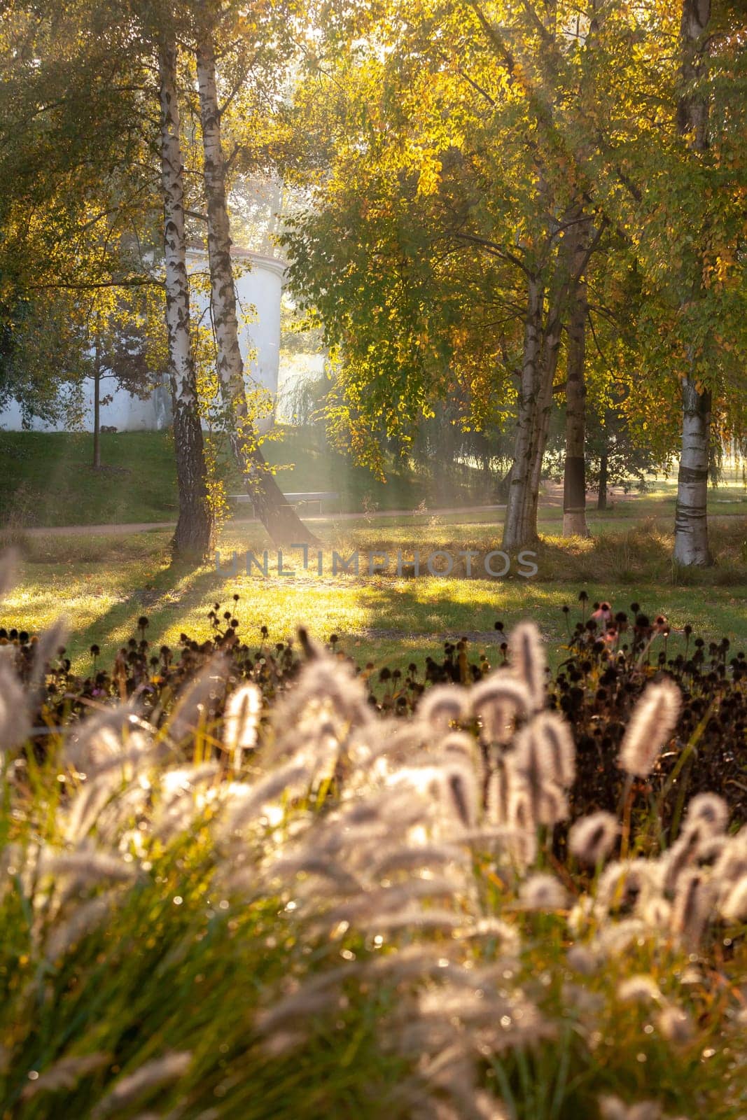 Sun rays in autumn city park - Czech Republic, Pardubice - A group of birch trees