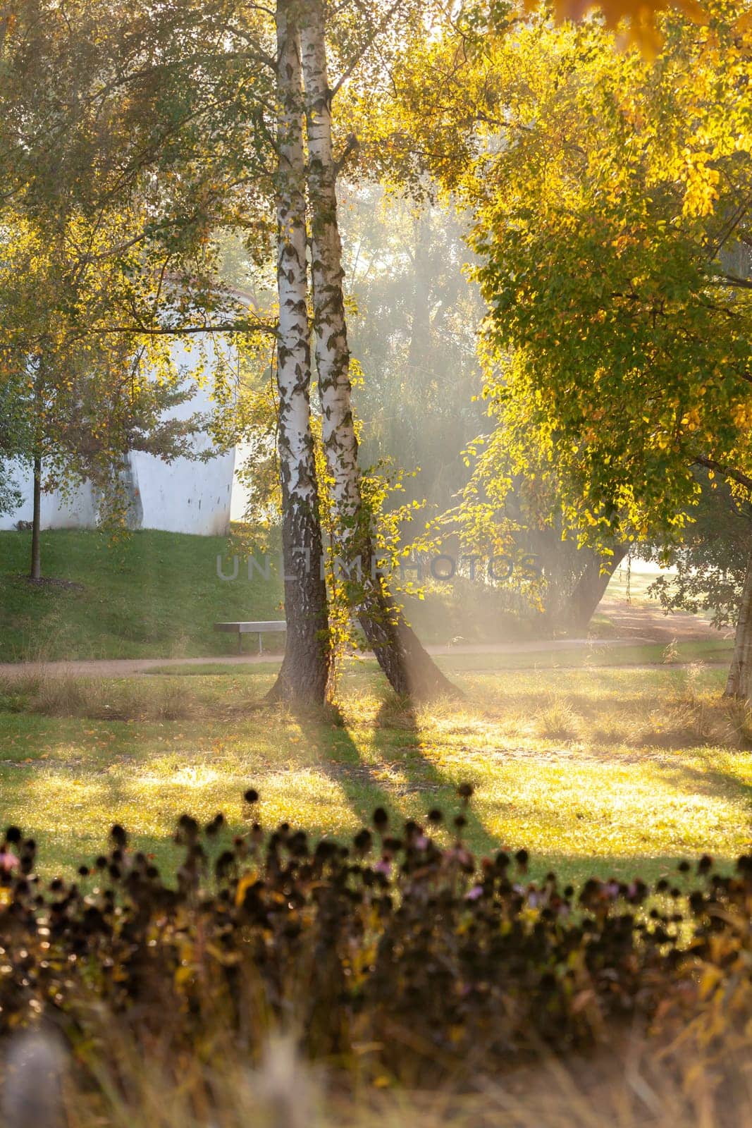 Sun rays in autumn city park - Czech Republic, Pardubice - A group of birch trees