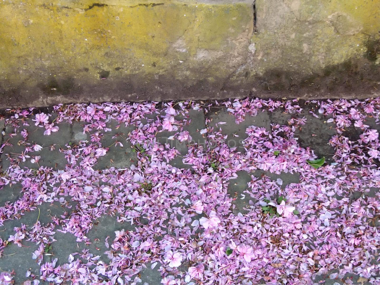 fallen pink flowers at an old city wall
