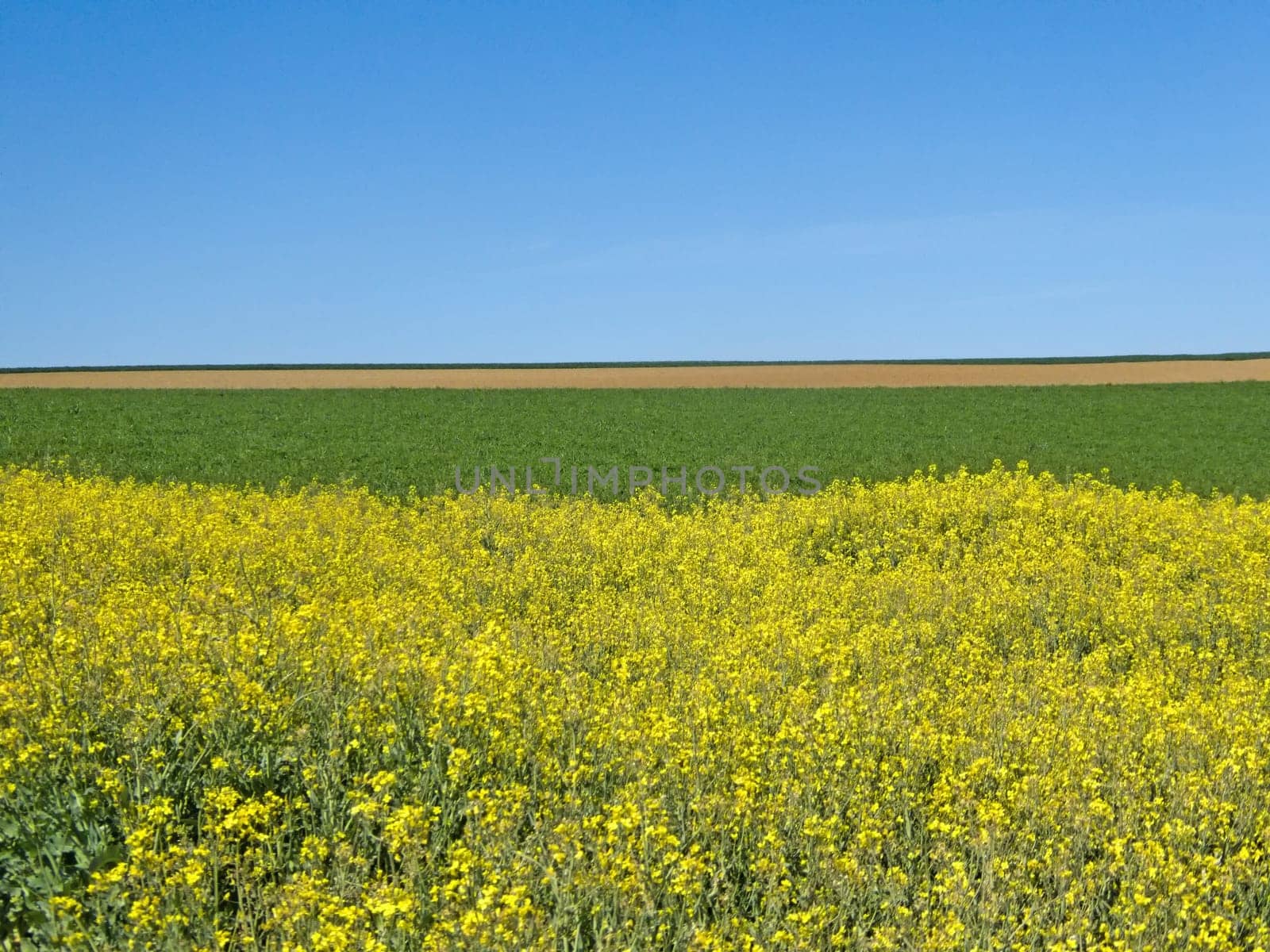 field of rape with flowers with blue sky in Germany in spring
