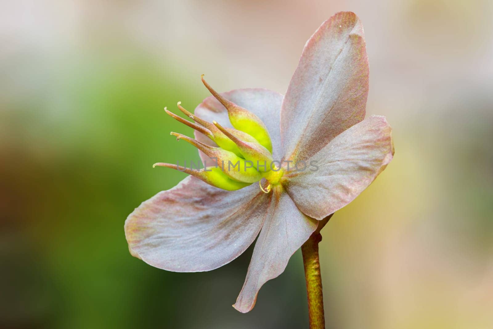 In front of the blurred background, the flower is shown to its best advantage.