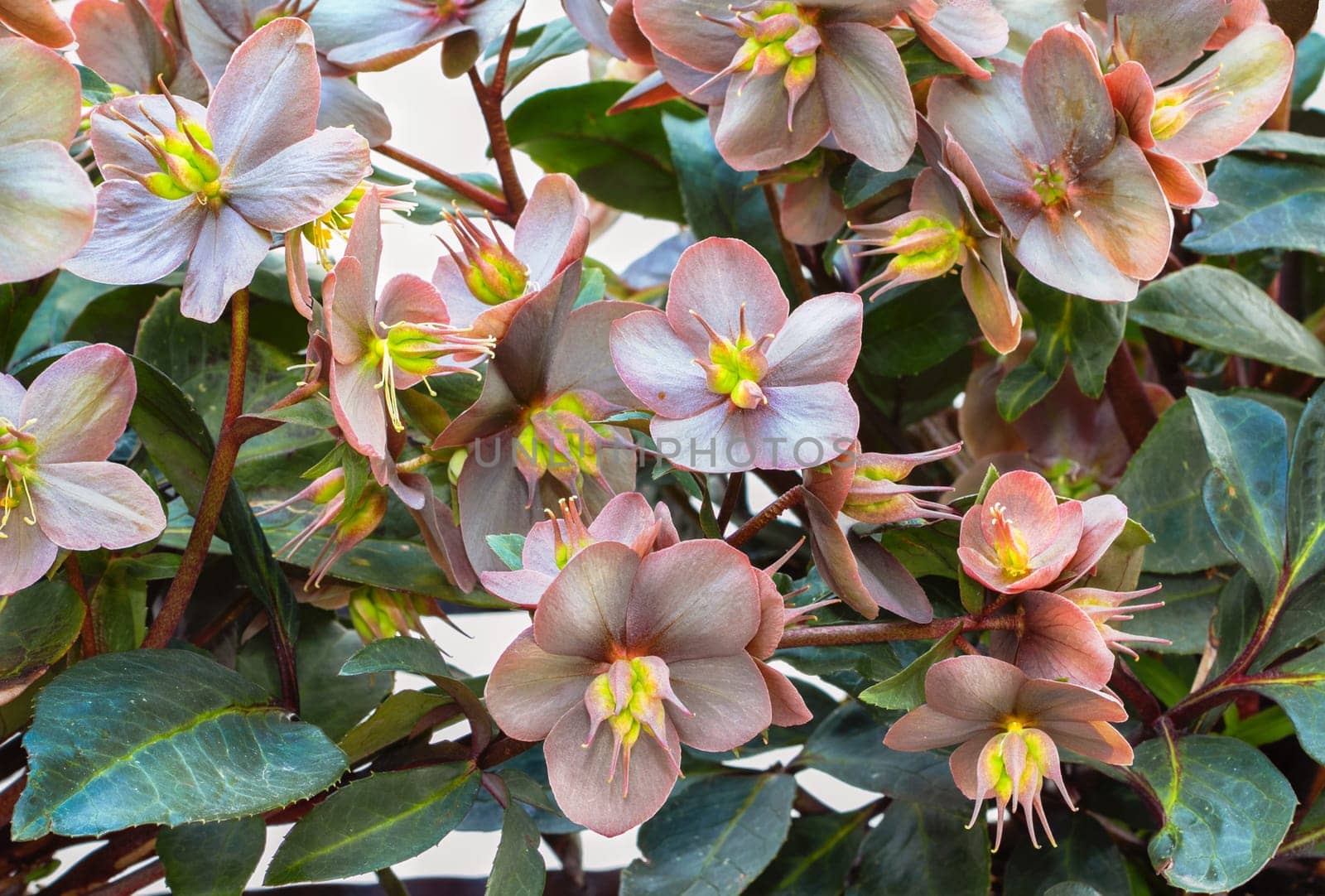 A carpet of blossoms from Lenzrosen forms a beautiful background.