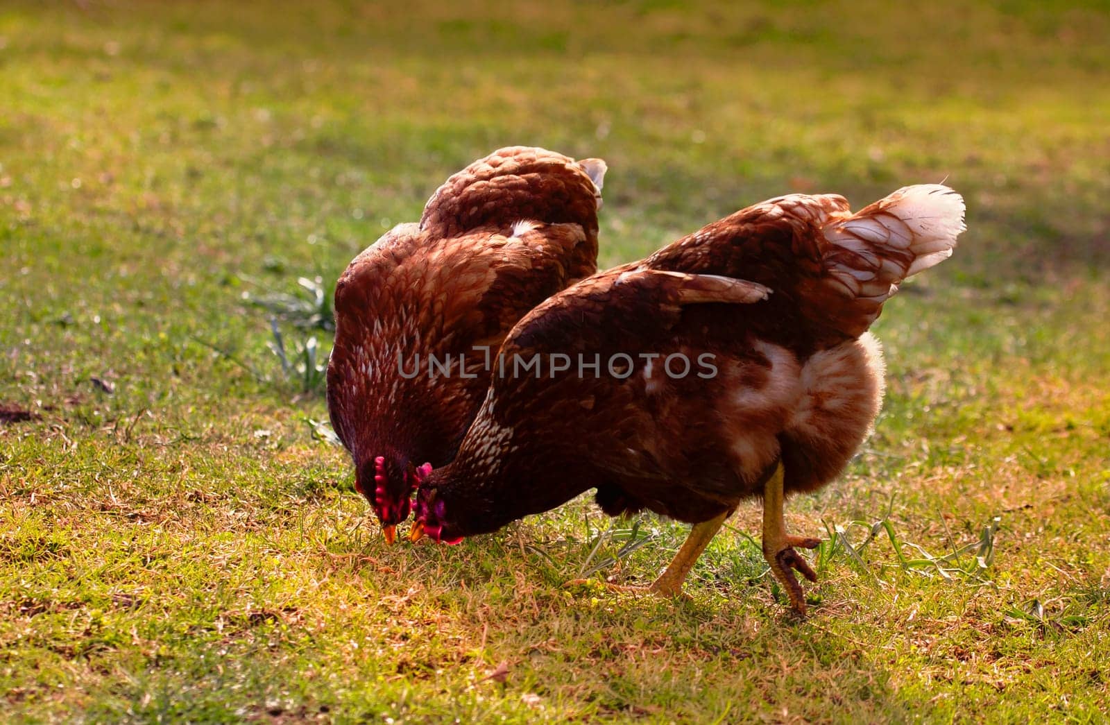 Two chickens in the meadow share the feed.